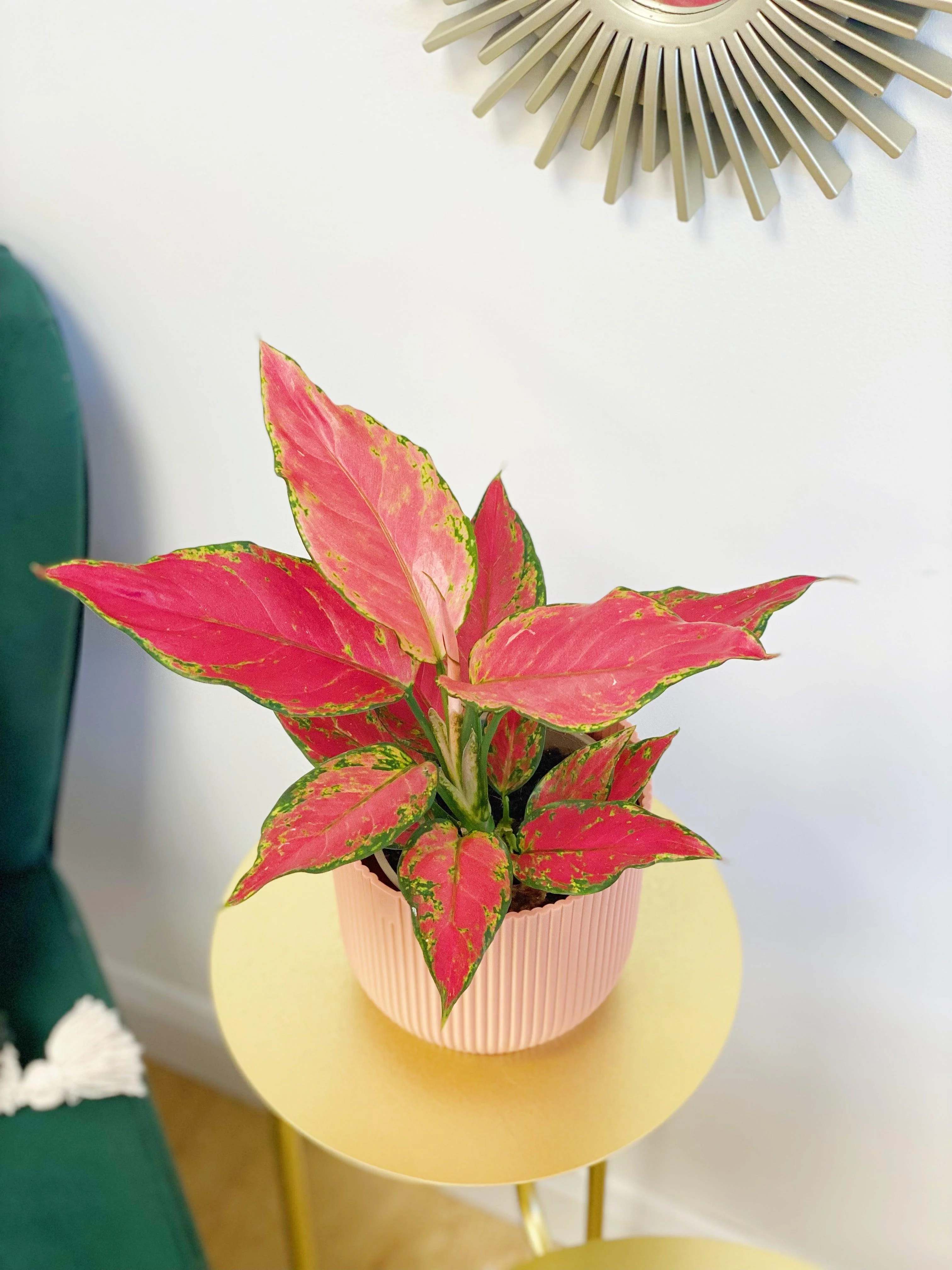 Aglaonema Cherry Star | Chinese Evergreen House Plant