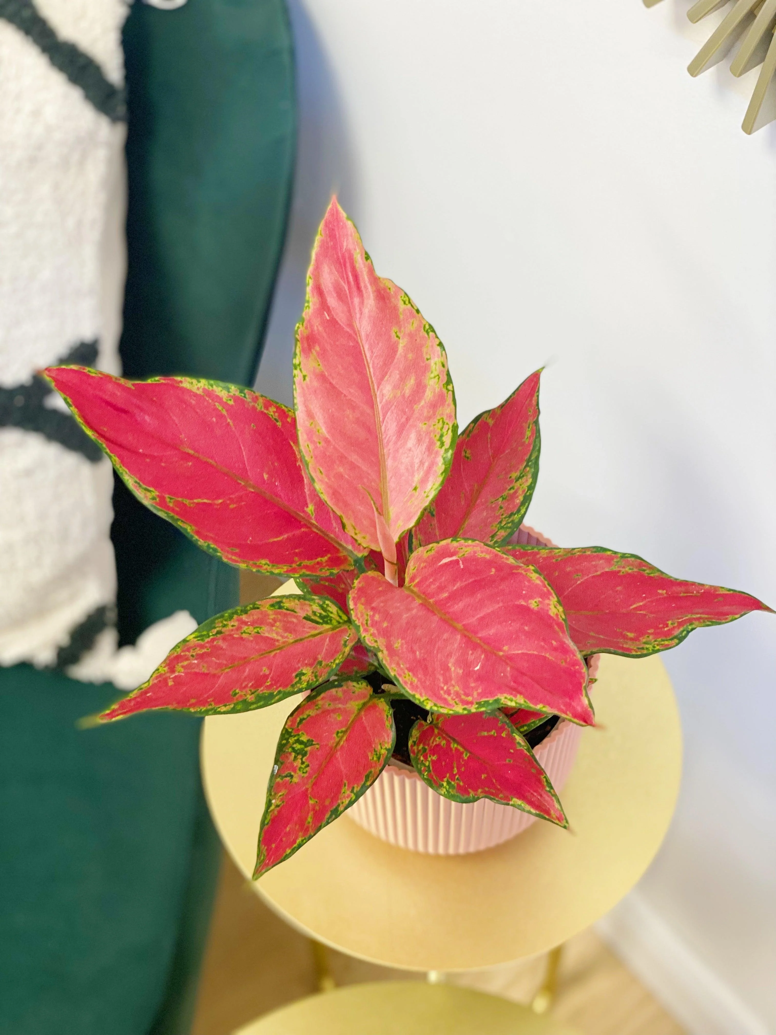 Aglaonema Cherry Star | Chinese Evergreen House Plant - Image 2