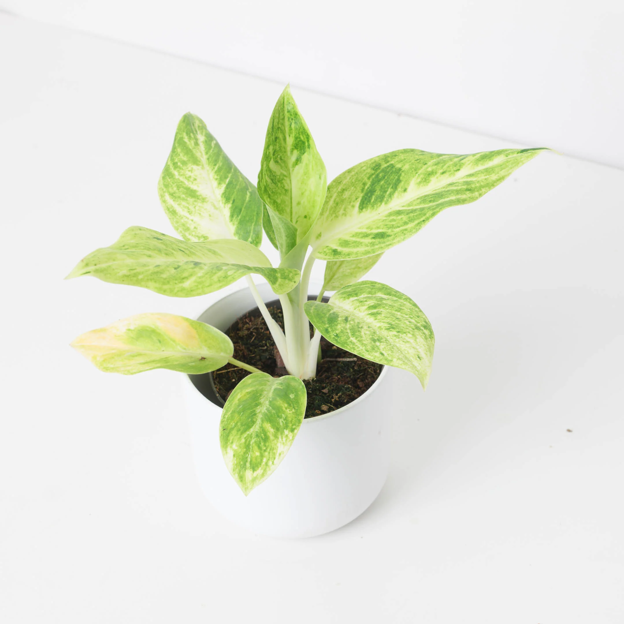 Aglaonema 'Citronelle'