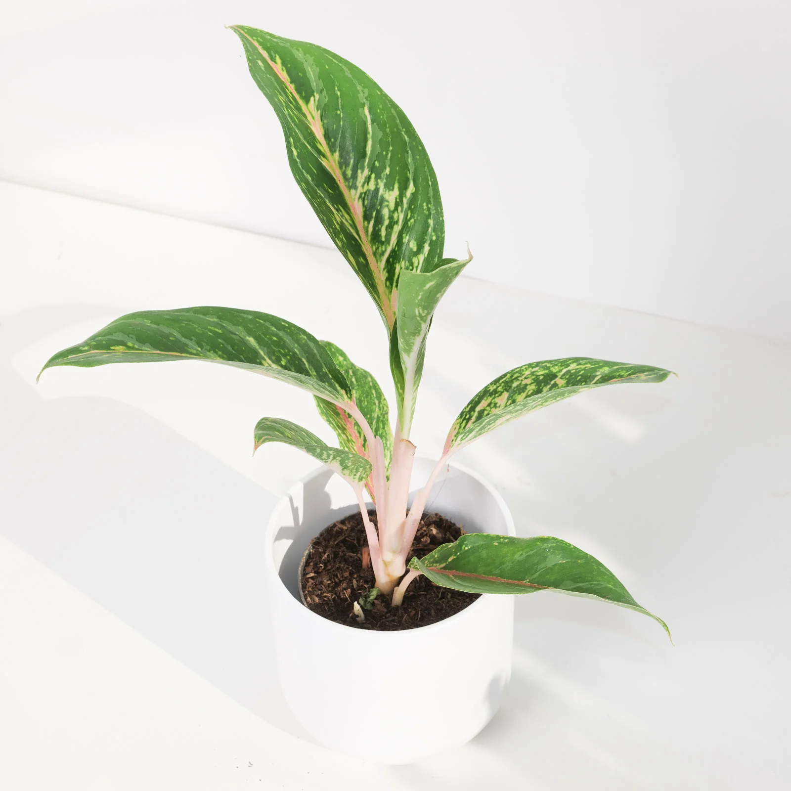 Aglaonema 'Cocogreen'
