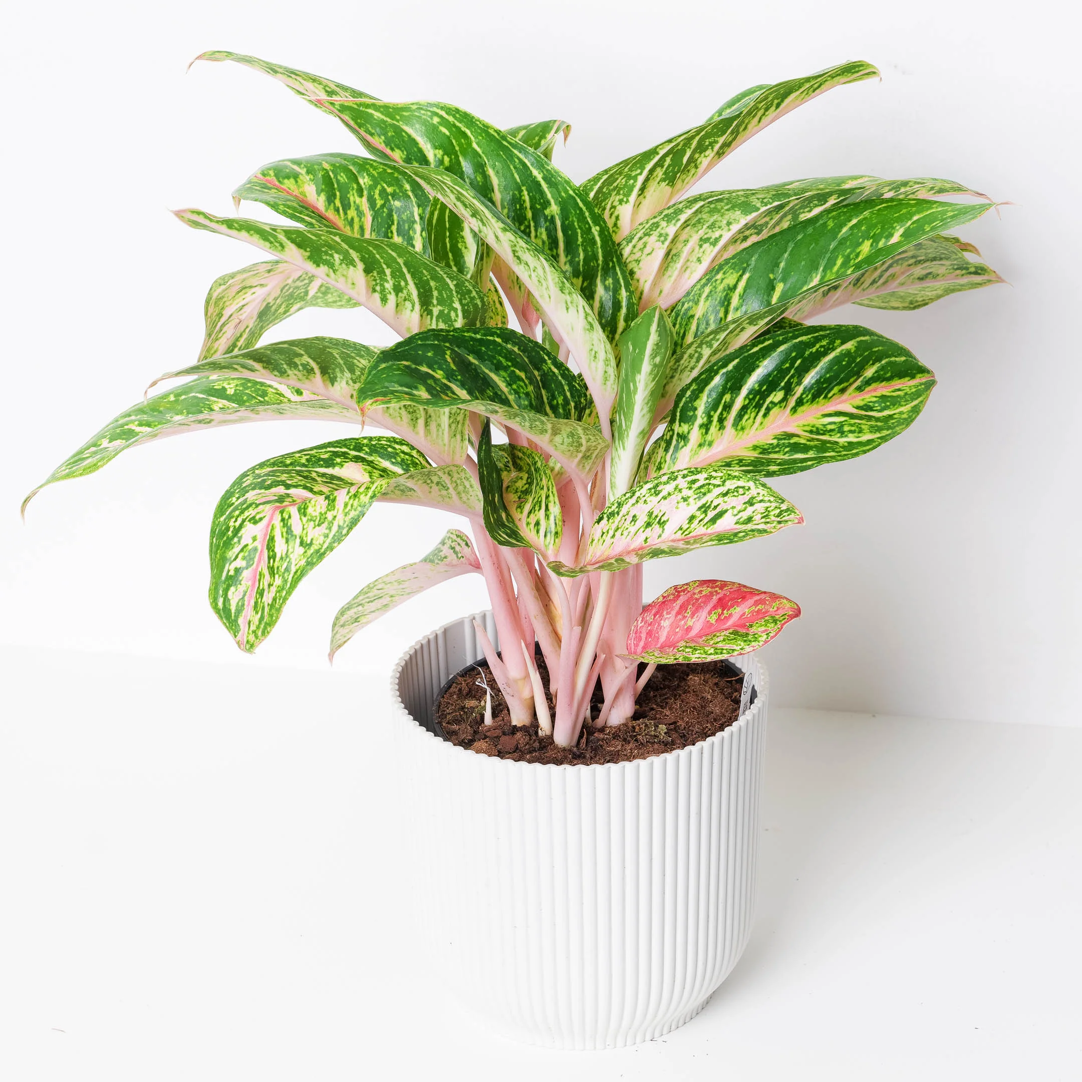 Aglaonema Cocomelon - Image 2
