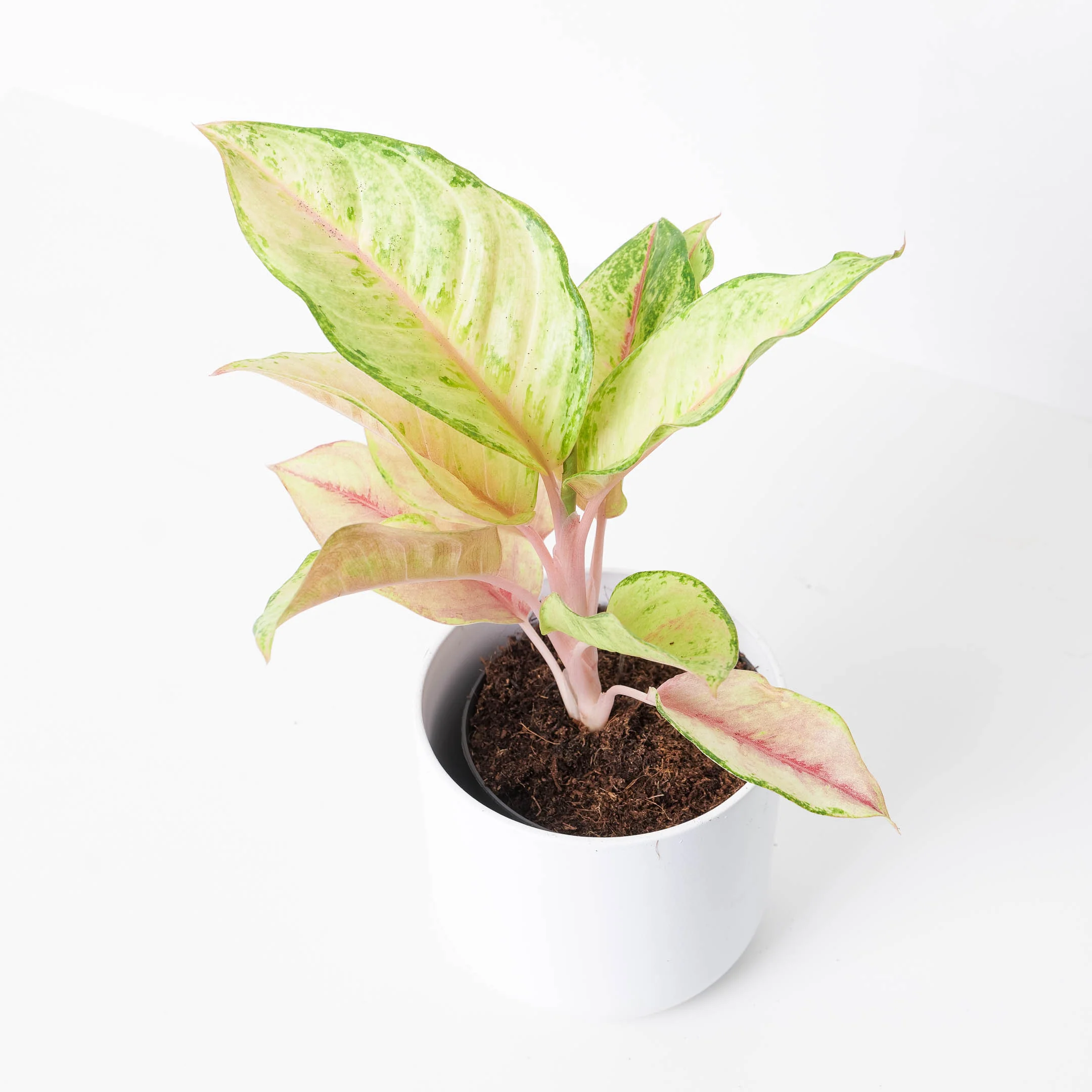 Aglaonema 'Corn Silk'