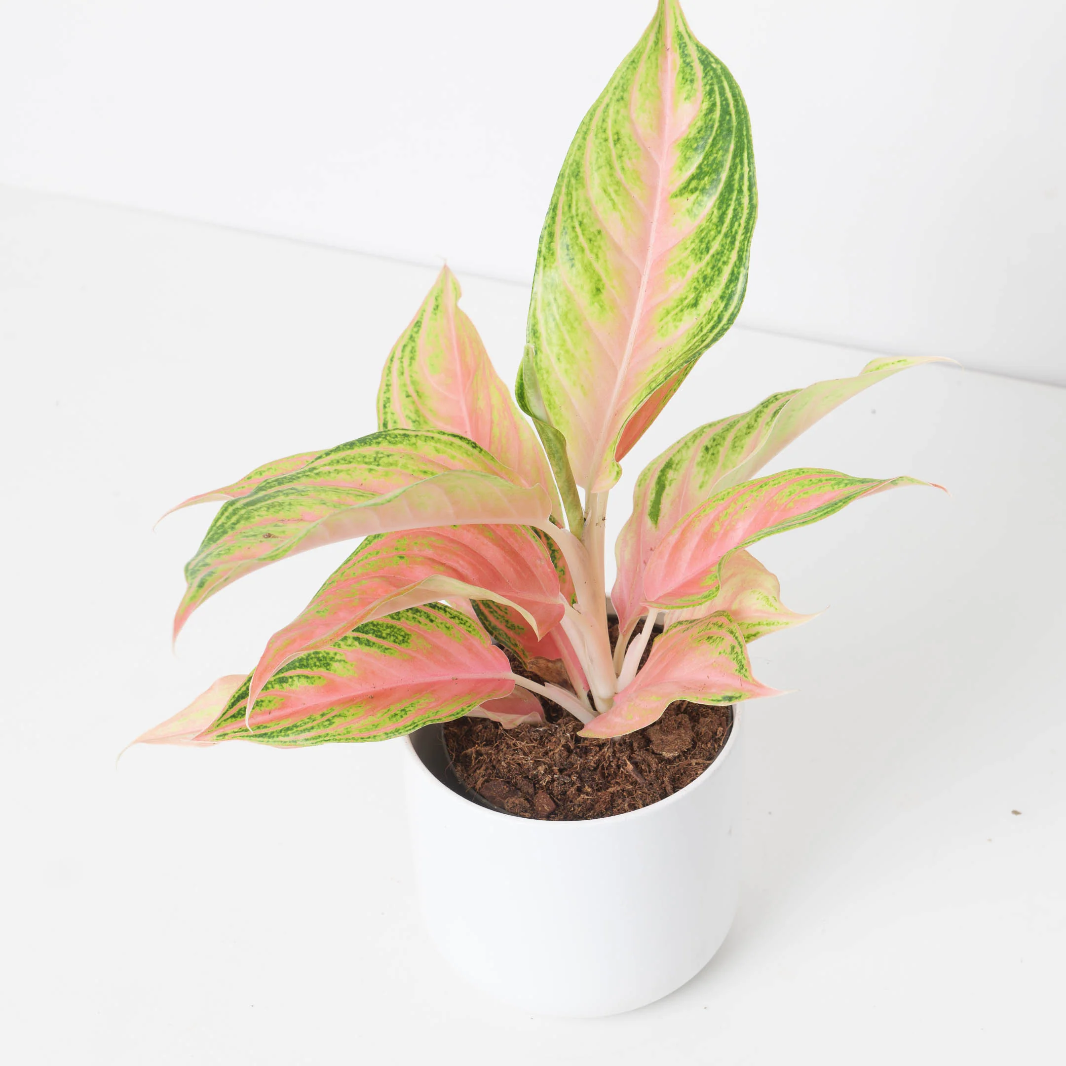 Aglaonema 'Eyecatcher'