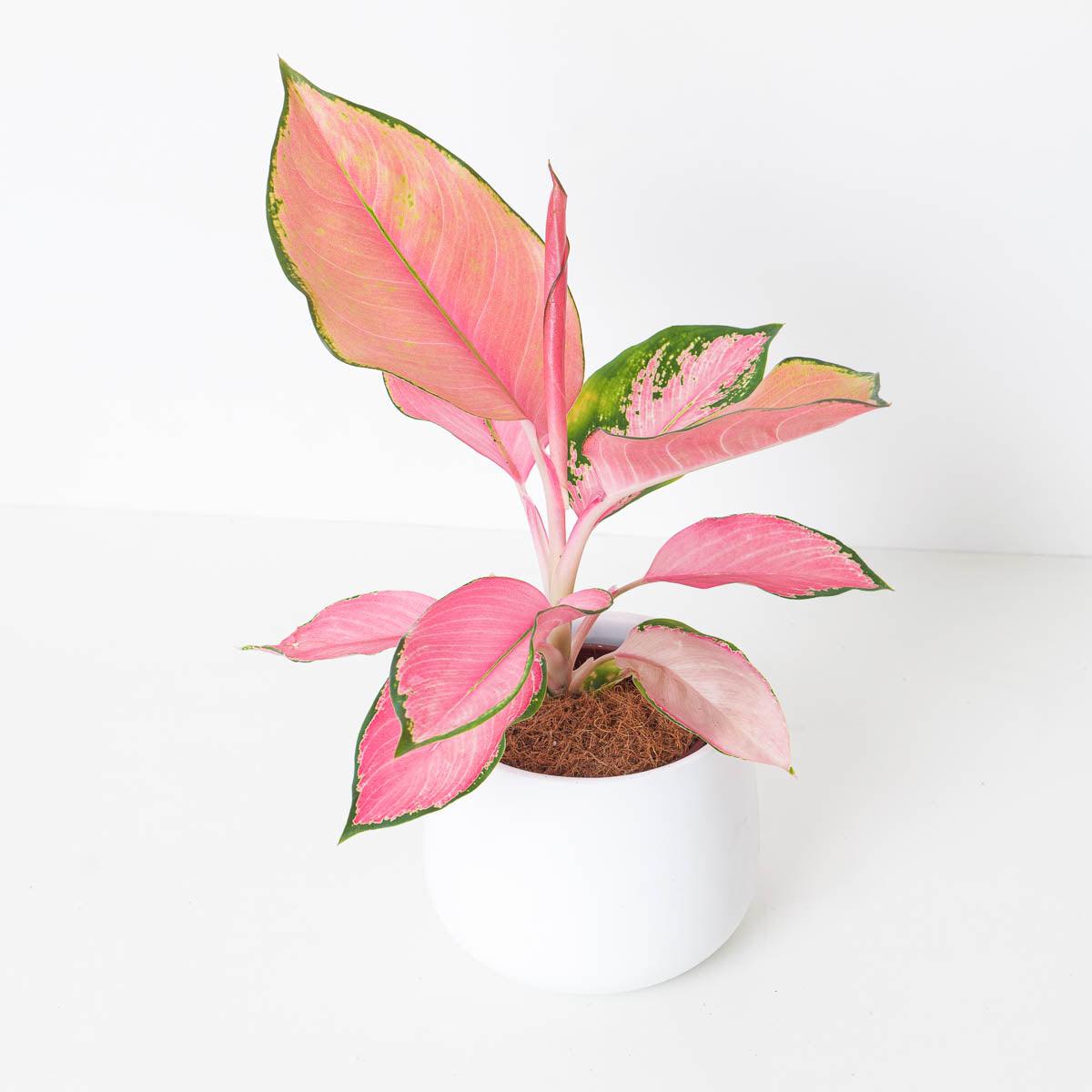 Aglaonema Flamingo | Chinese Evergreen