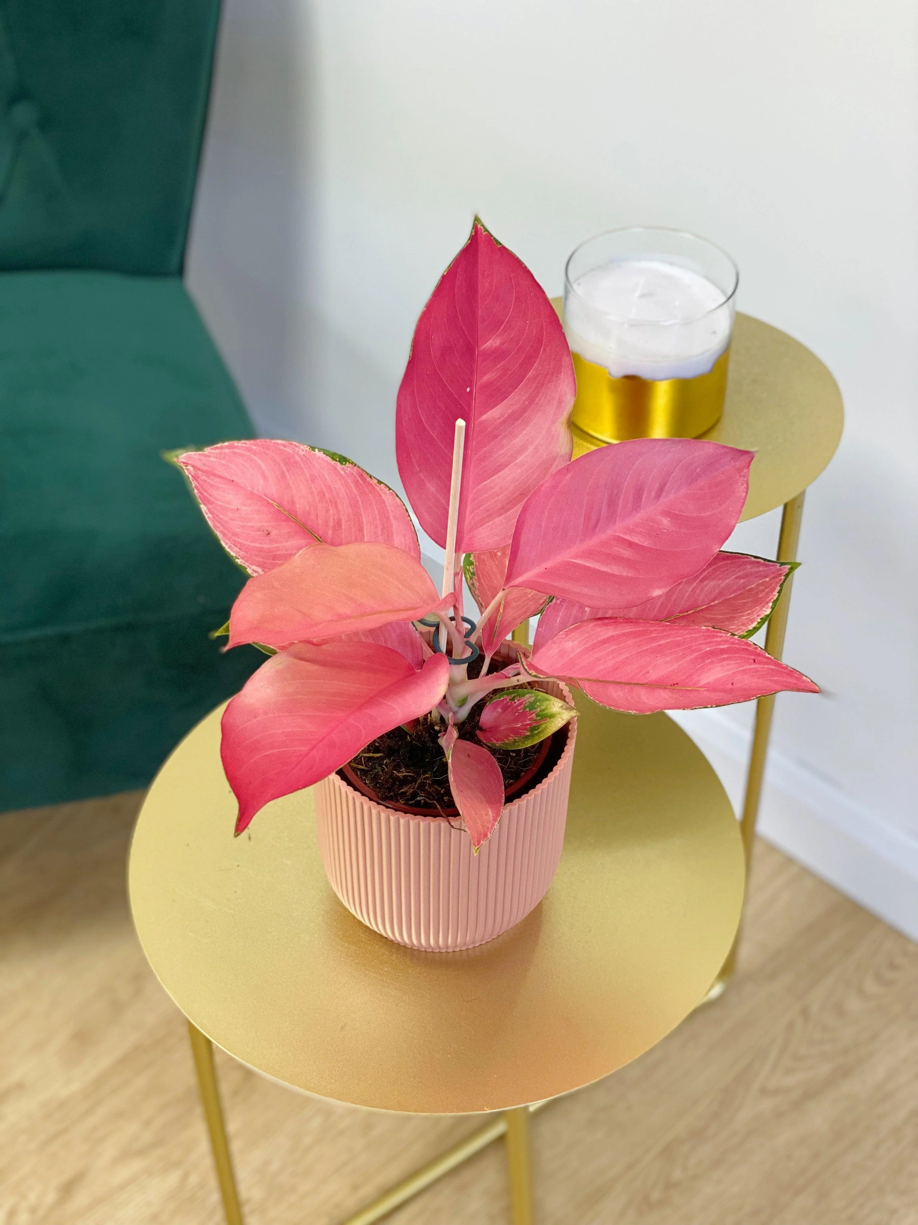 Aglaonema Flamingo | Chinese Evergreen - Image 2