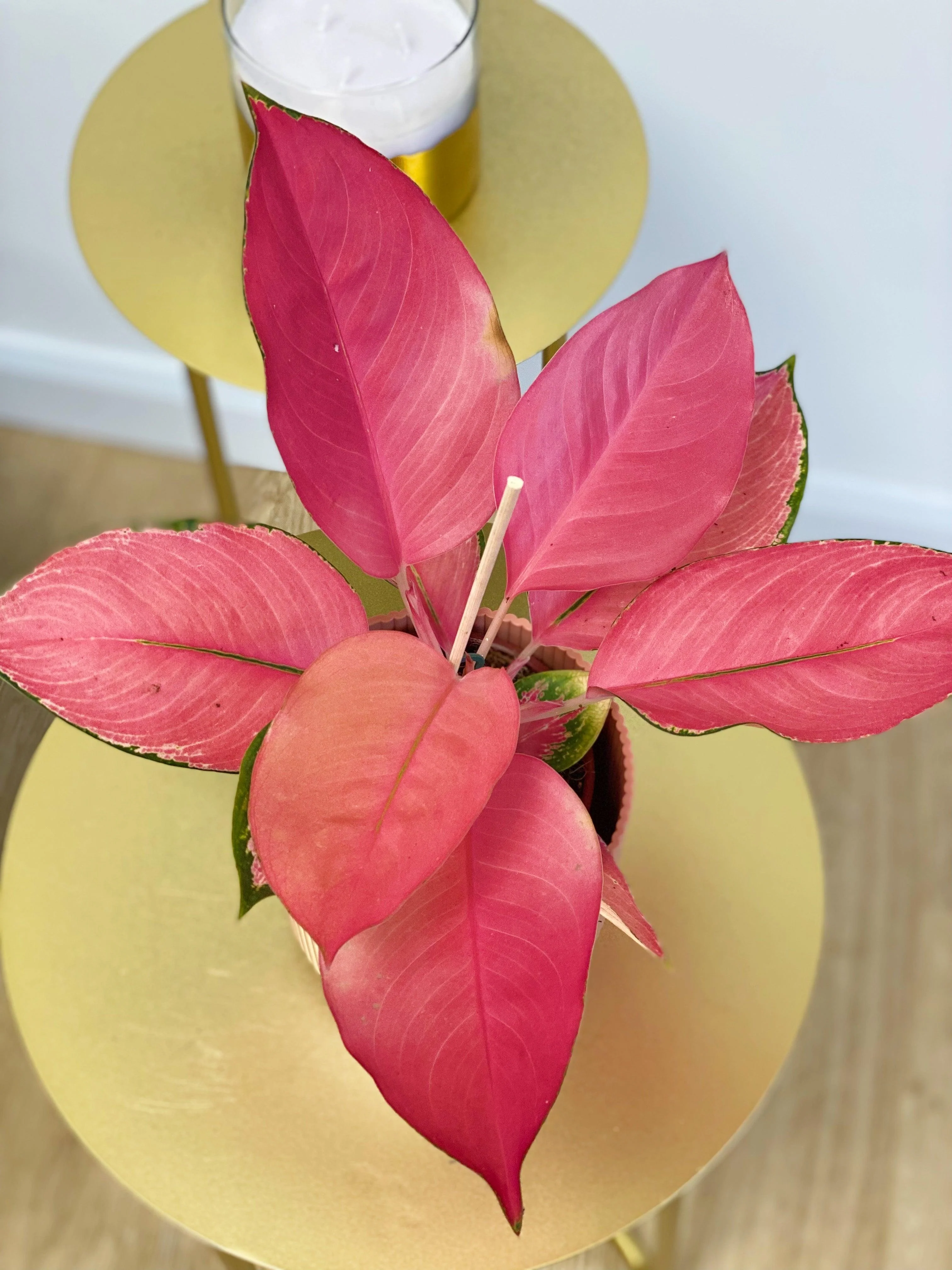 Aglaonema Flamingo | Chinese Evergreen - Image 3