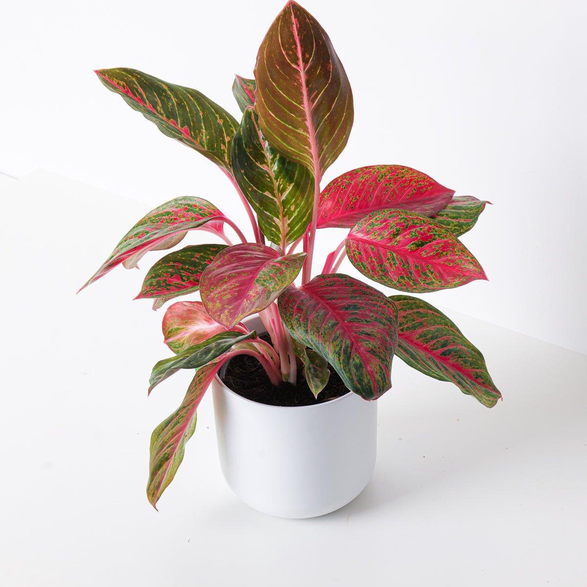 Aglaonema Garnet Coltrane
