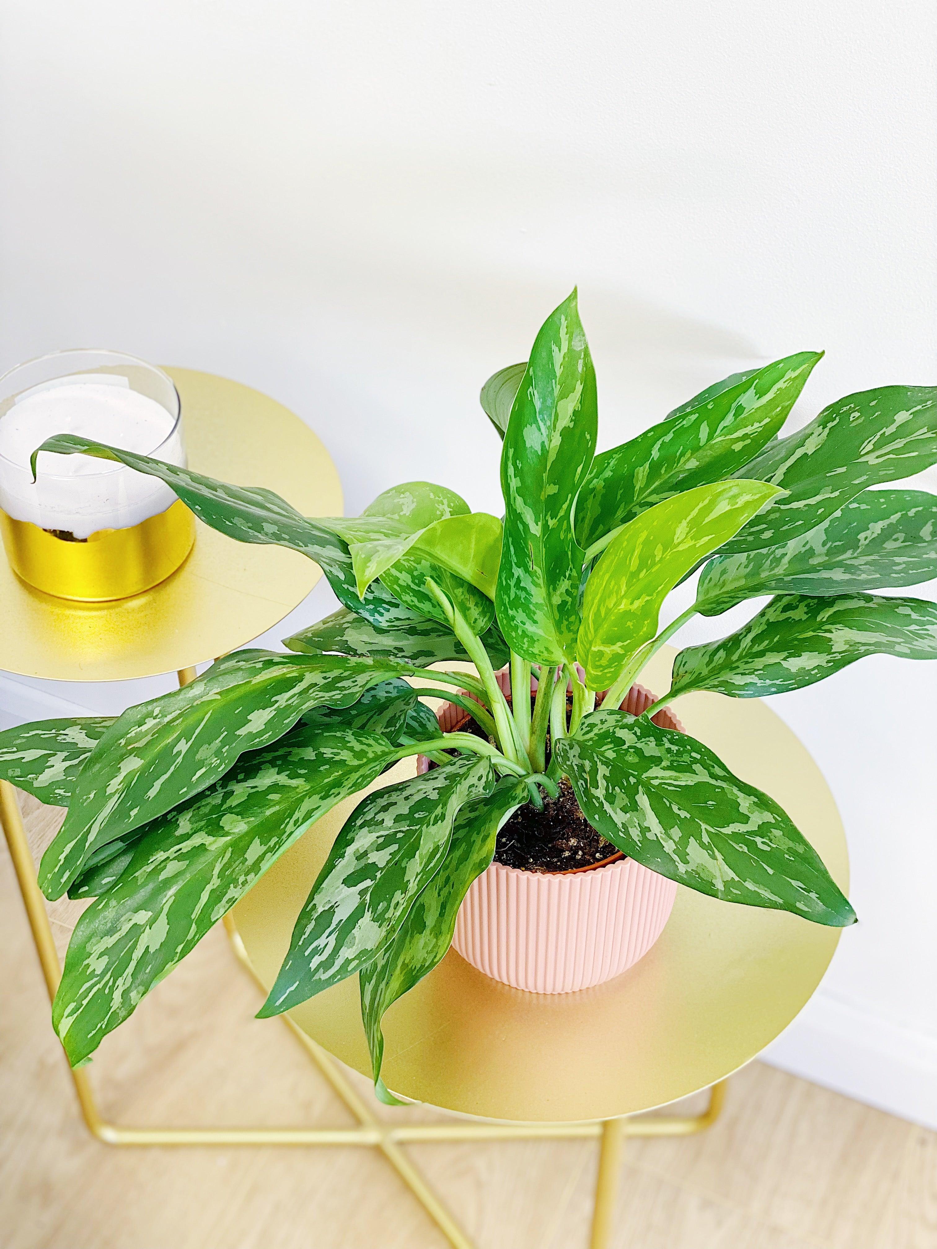 Aglaonema Green Lady | Chinese Evergreen House Plant