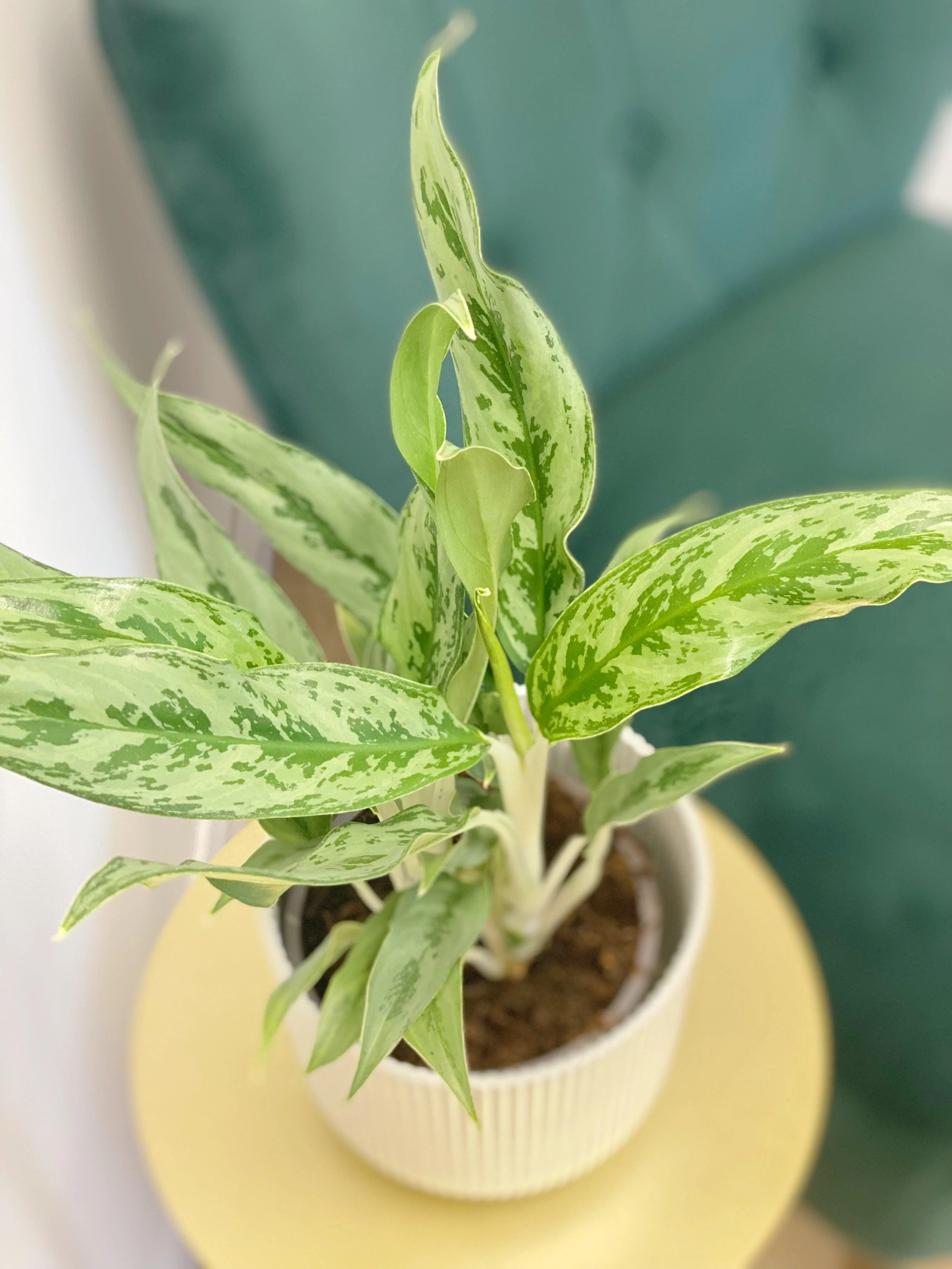 Aglaonema Greyhound - Image 3