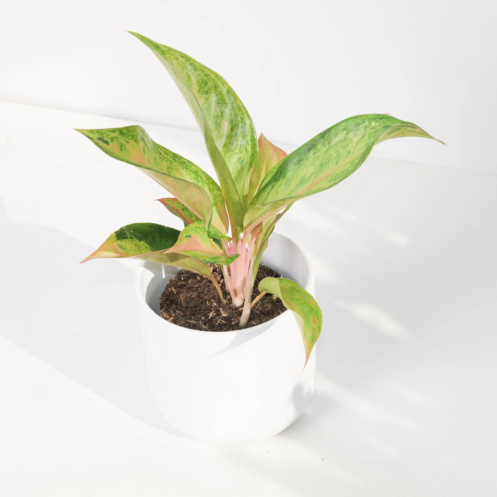 Aglaonema Guave Pink