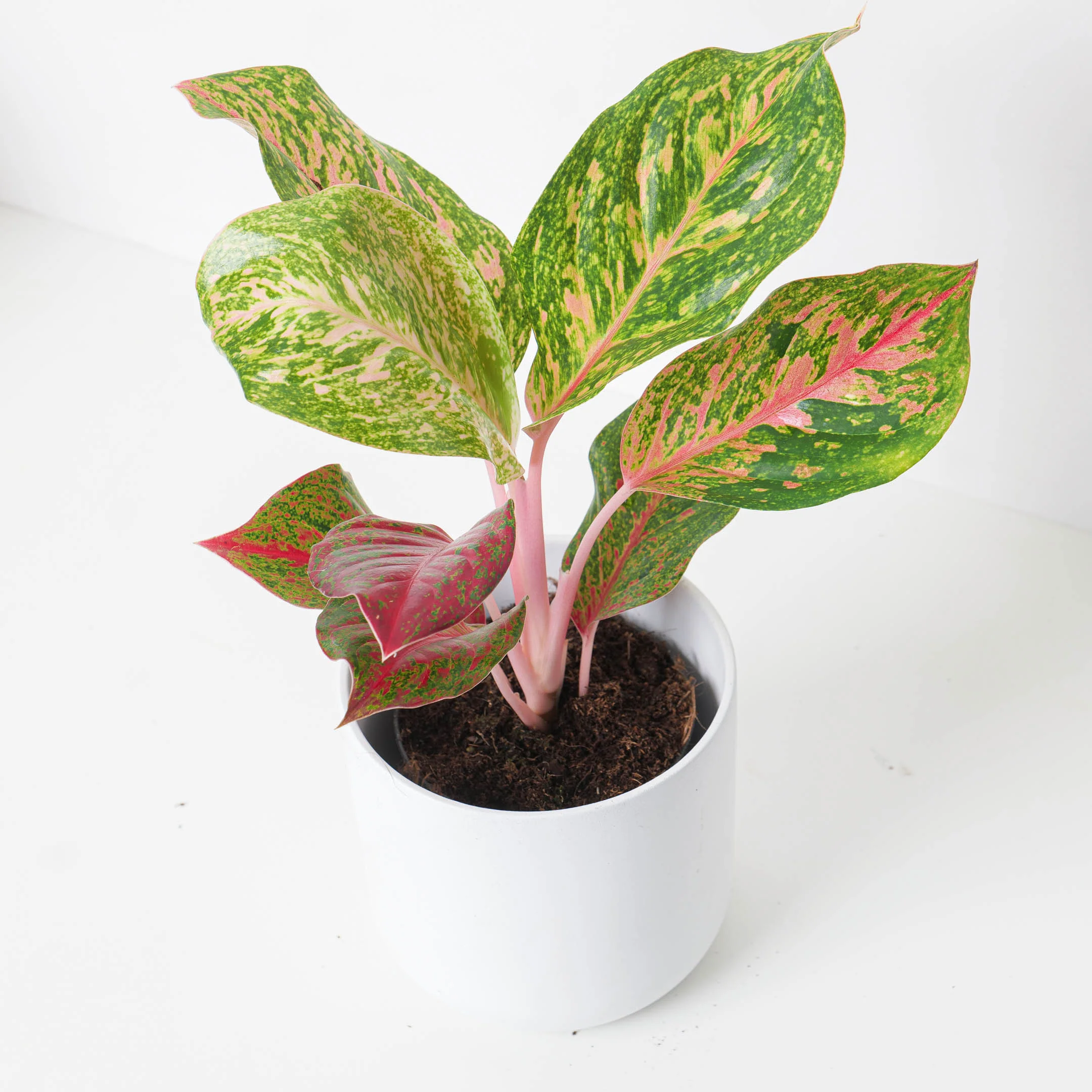 Aglaonema 'Samba Red'