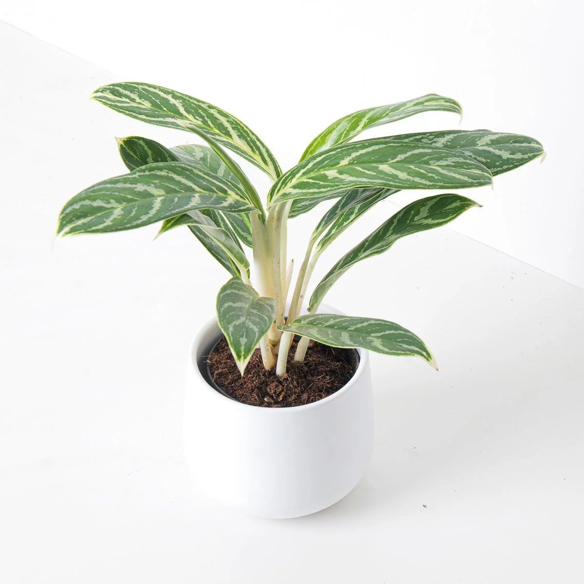 Aglaonema Ivy Green