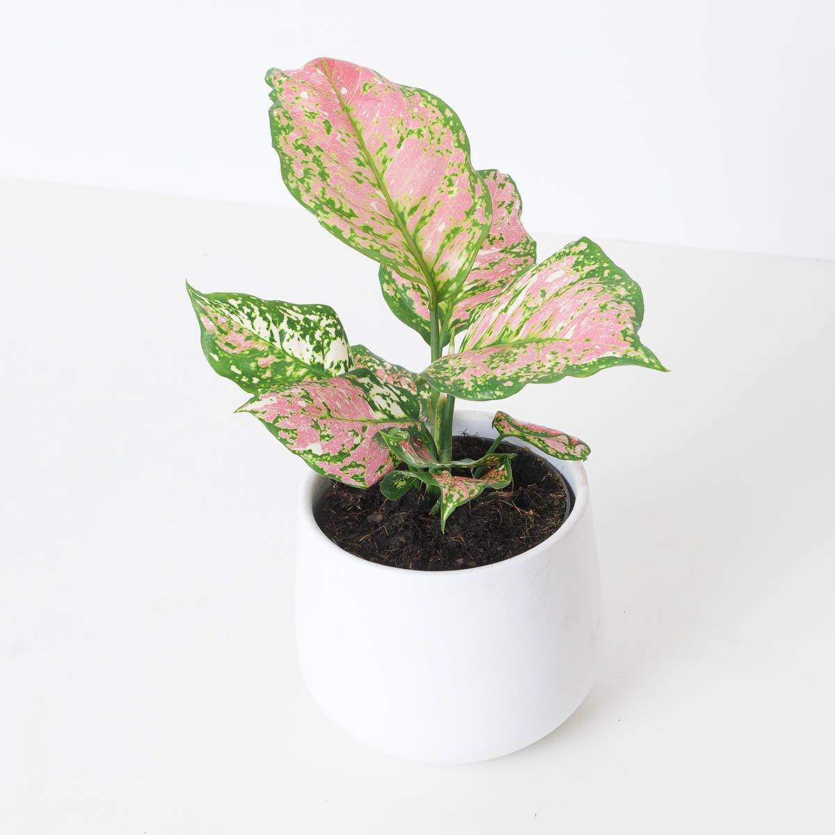 Aglaonema Jaxxy Red