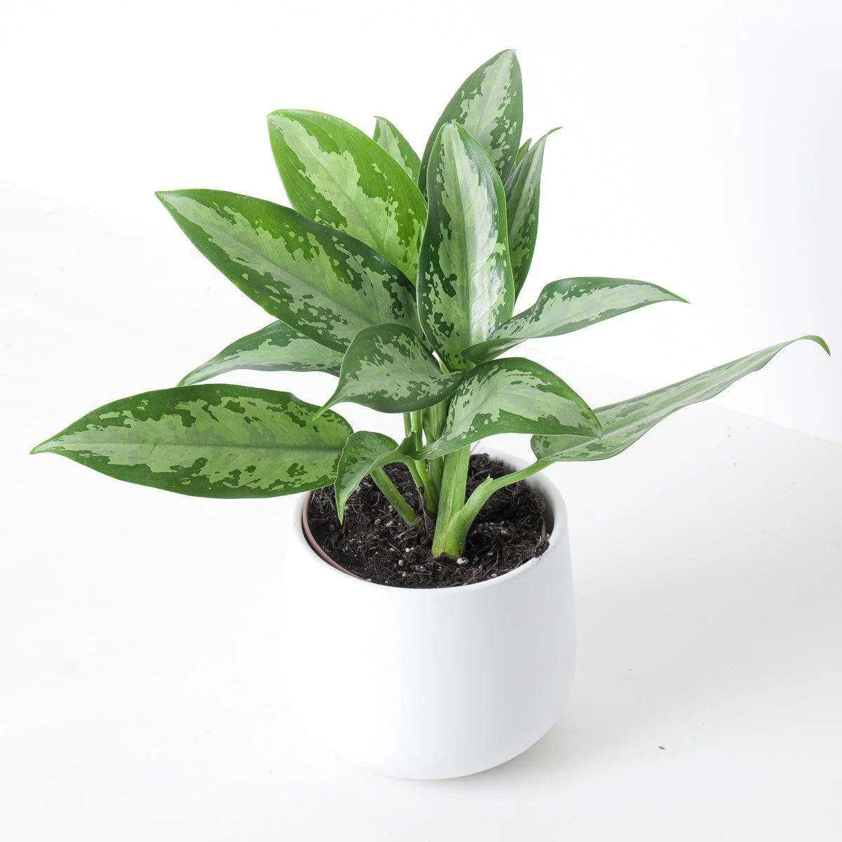 Aglaonema Jubilee Compacta