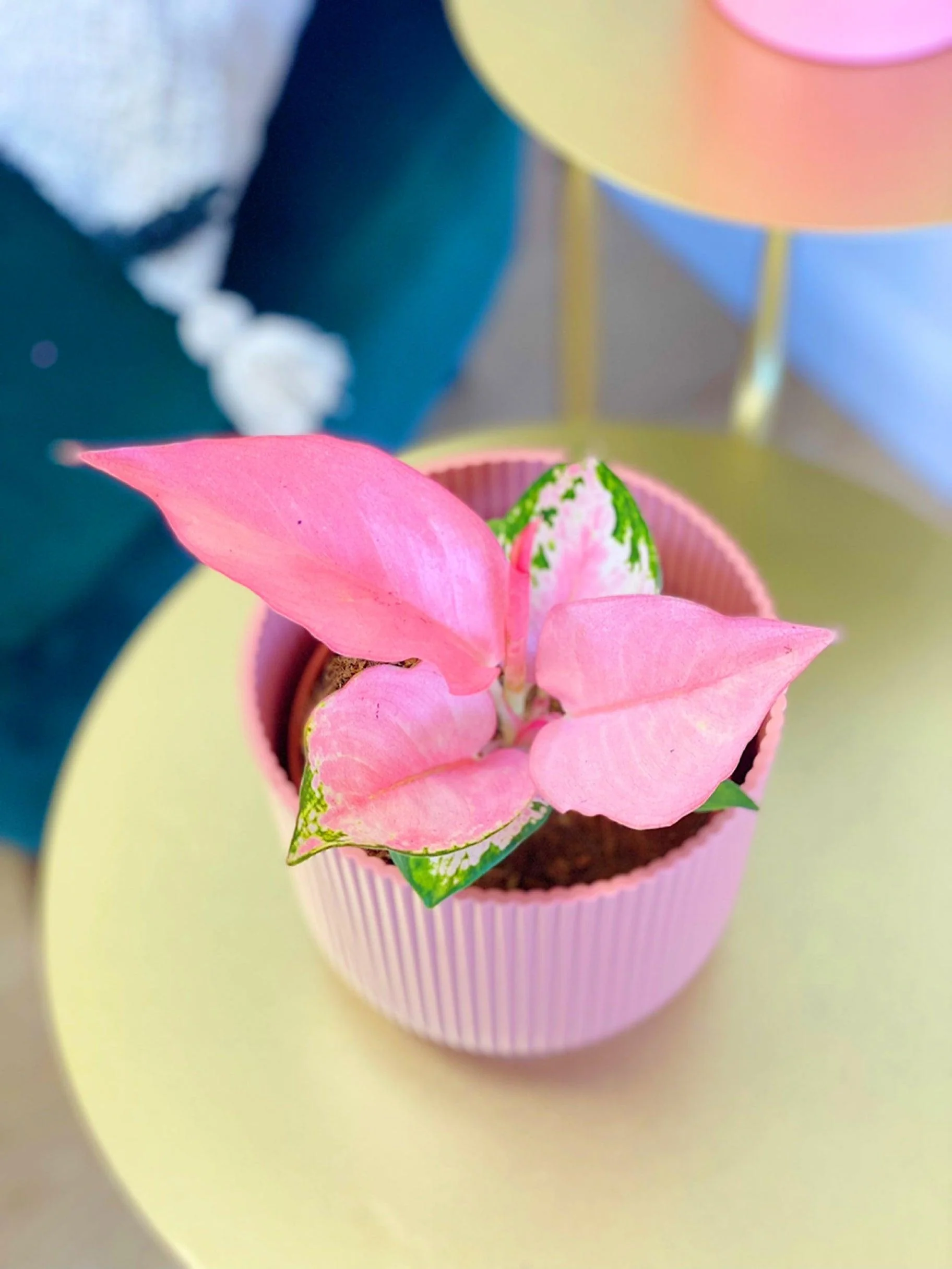 Aglaonema Light Pink | Chinese Evergreen | House Plant