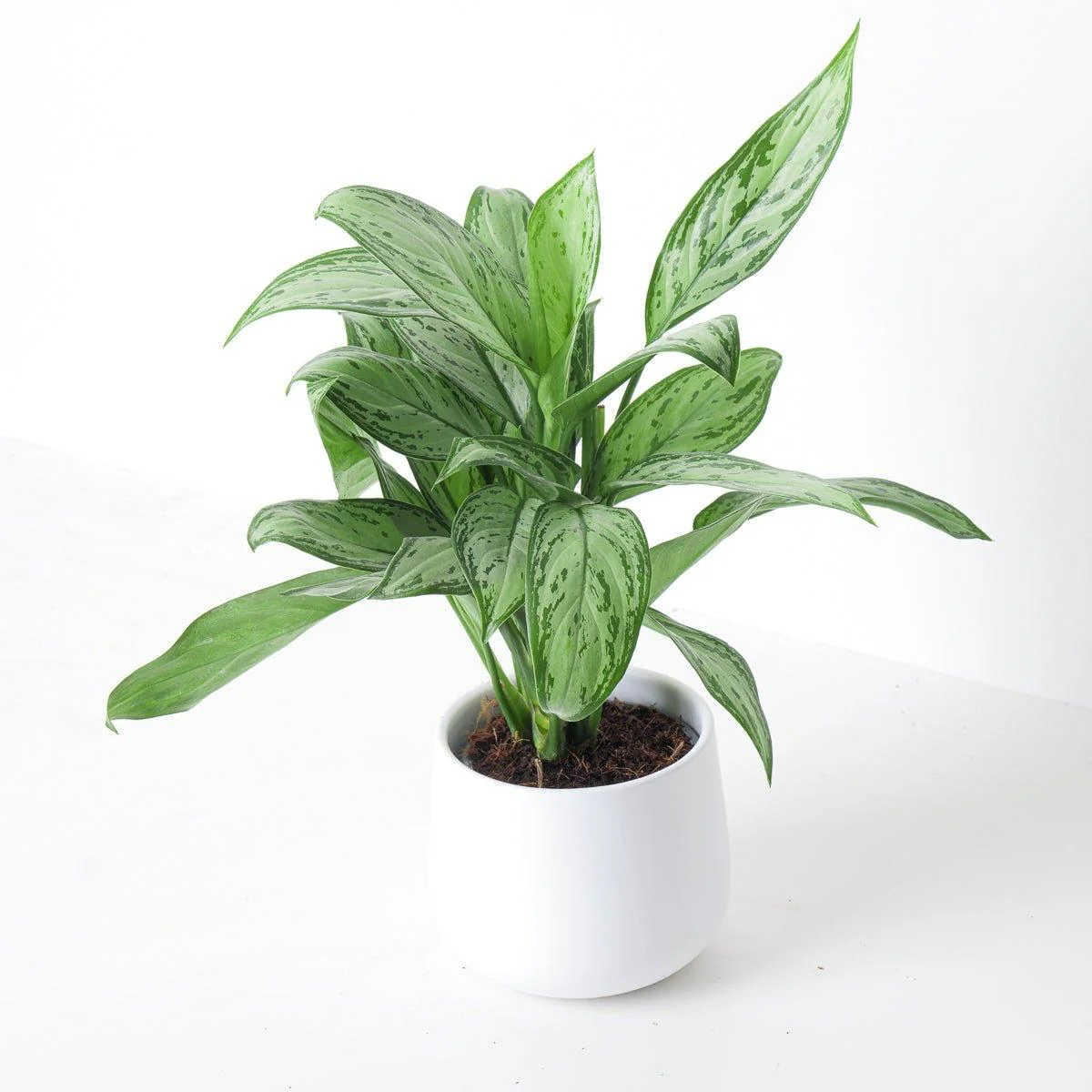 Aglaonema Maria Christina