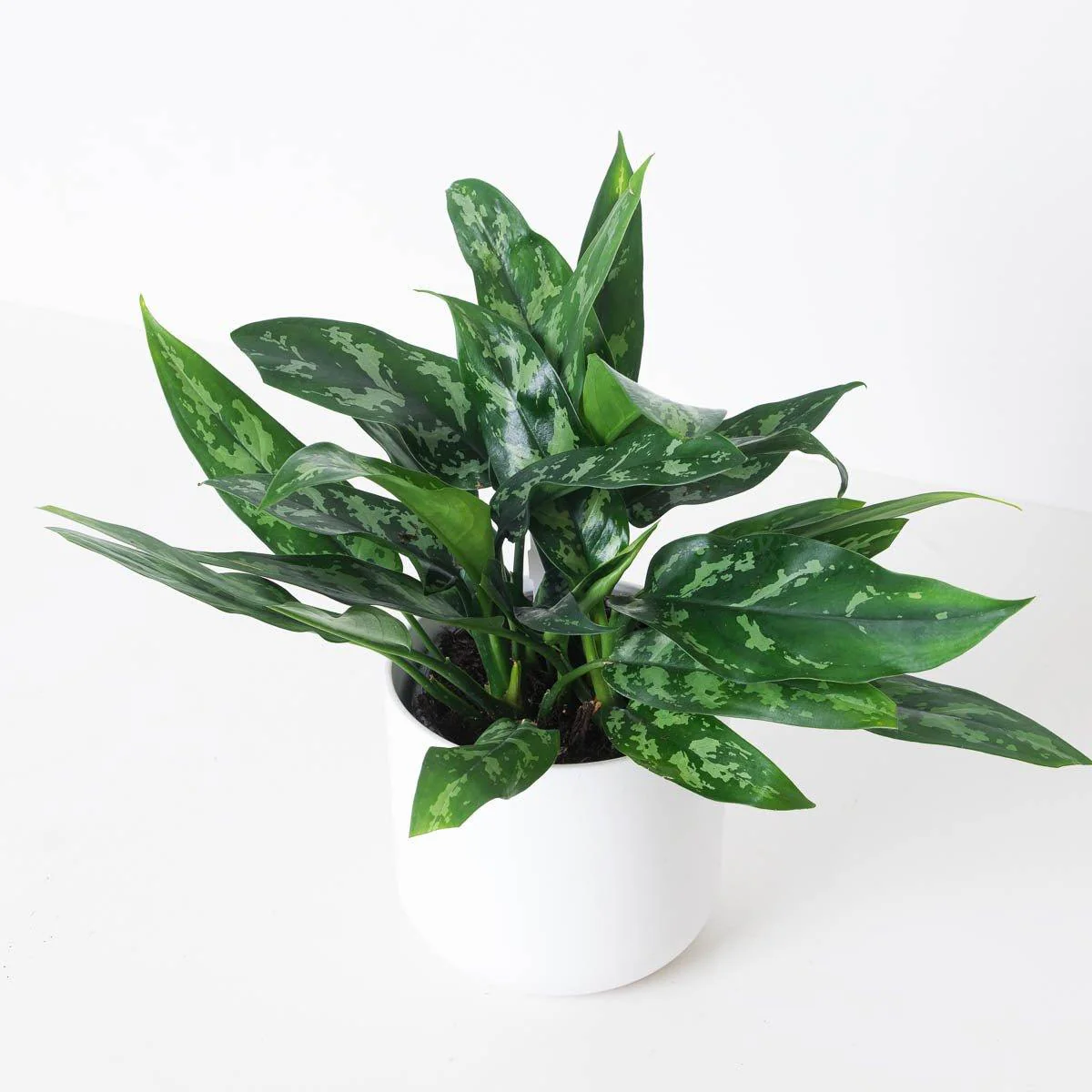 Aglaonema 'Maria'