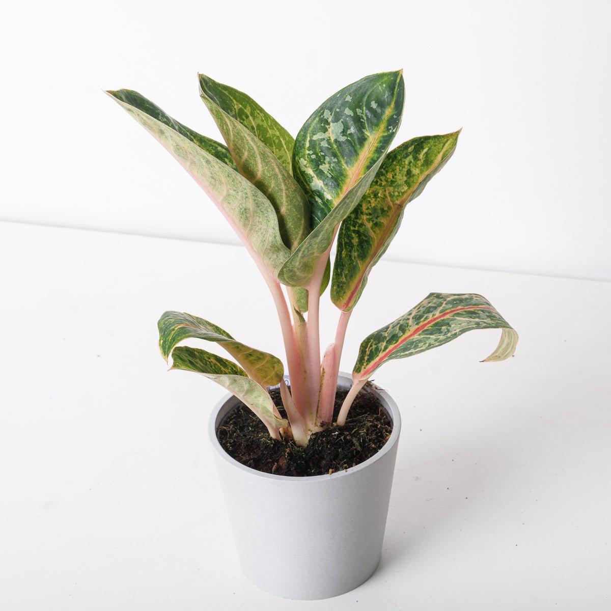 Aglaonema Orange Flame