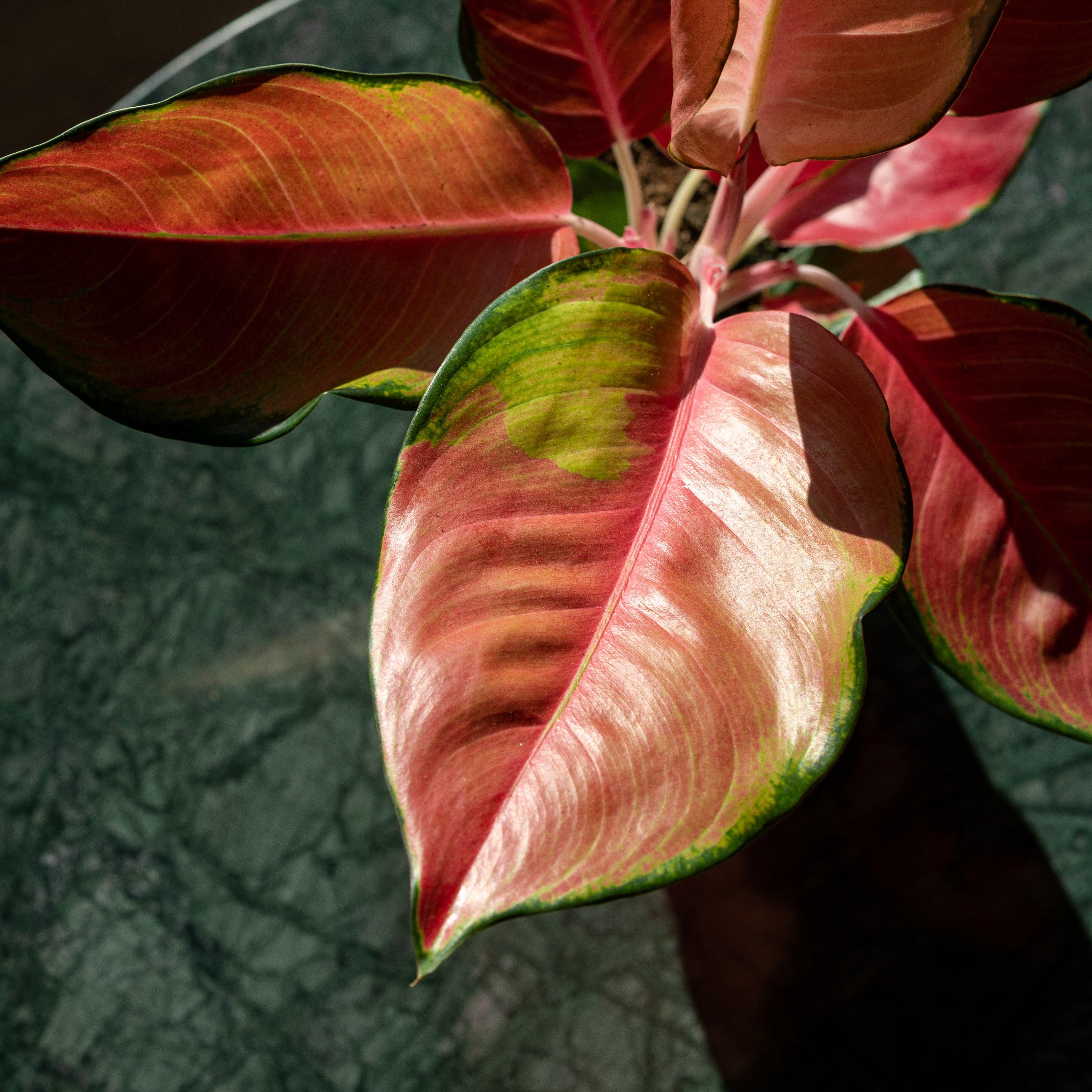 Aglaonema Orange Star