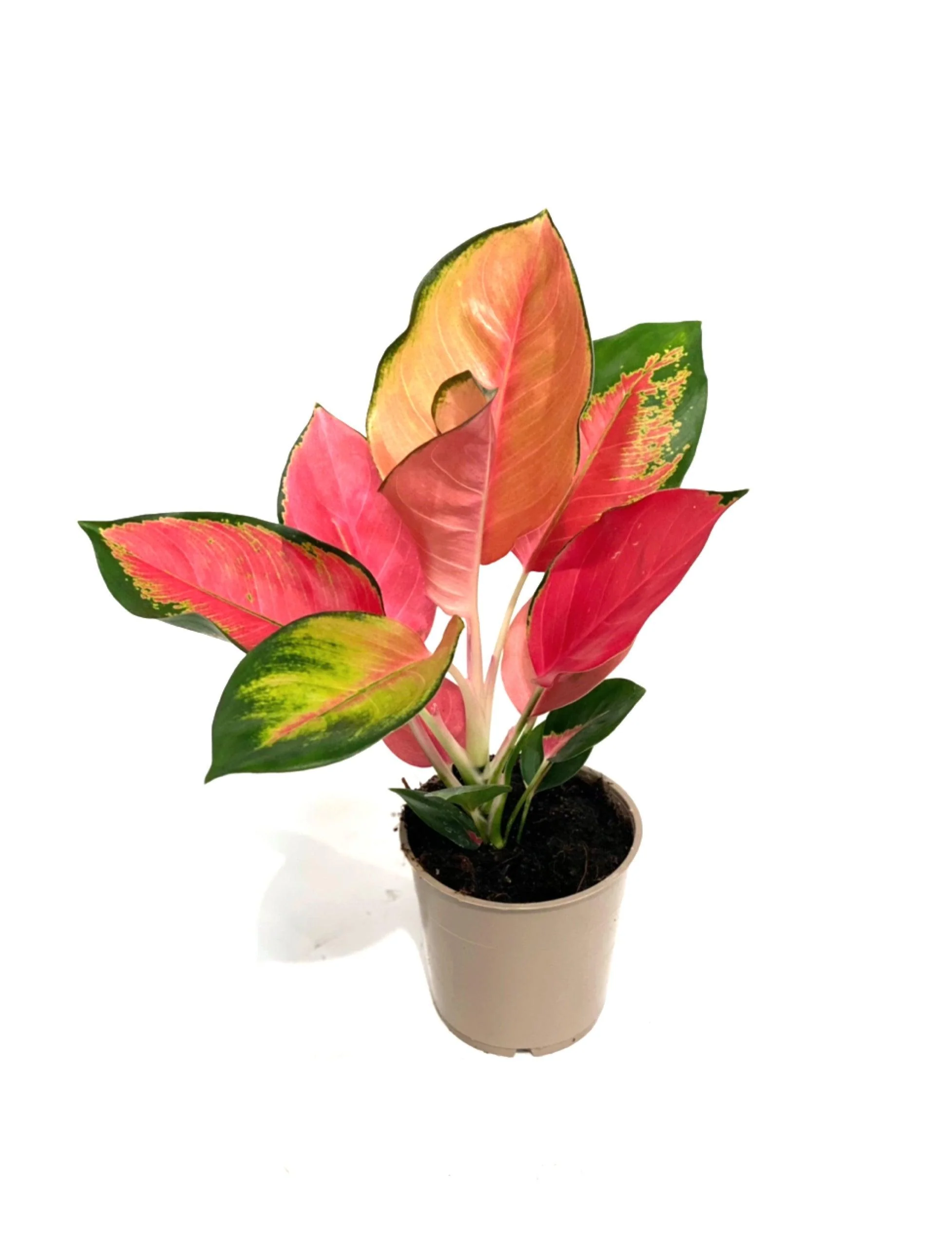 Aglaonema Orange Star - Image 2