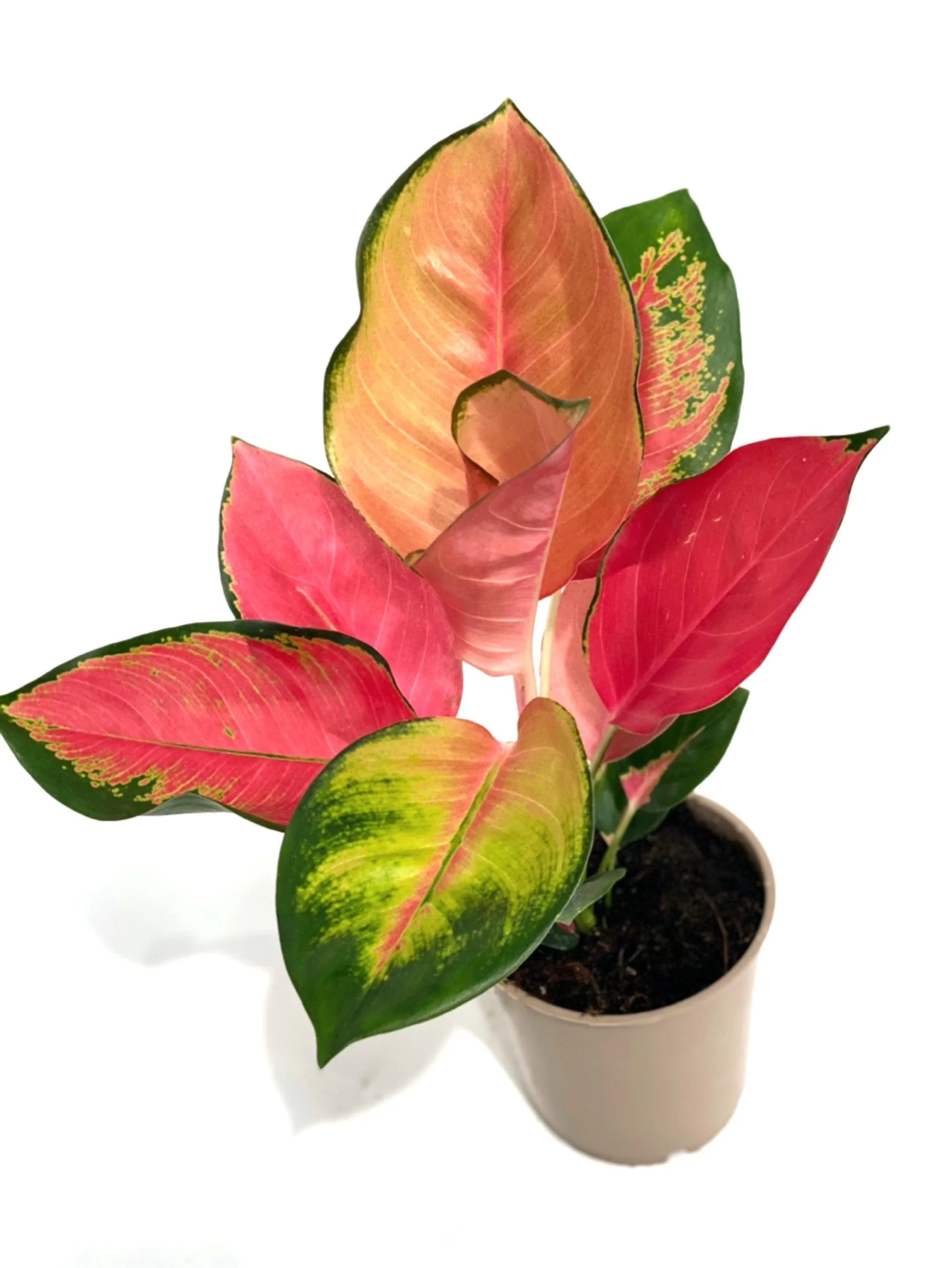 Aglaonema Orange Star - Image 3