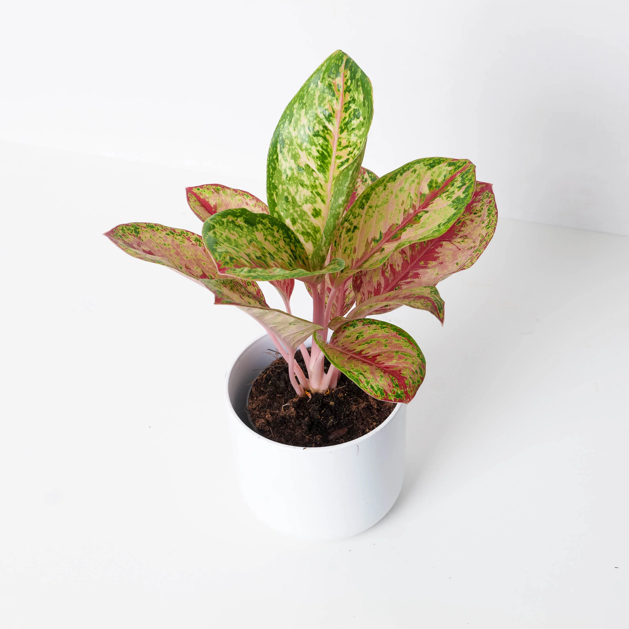 Aglaonema 'Painted Celebration'