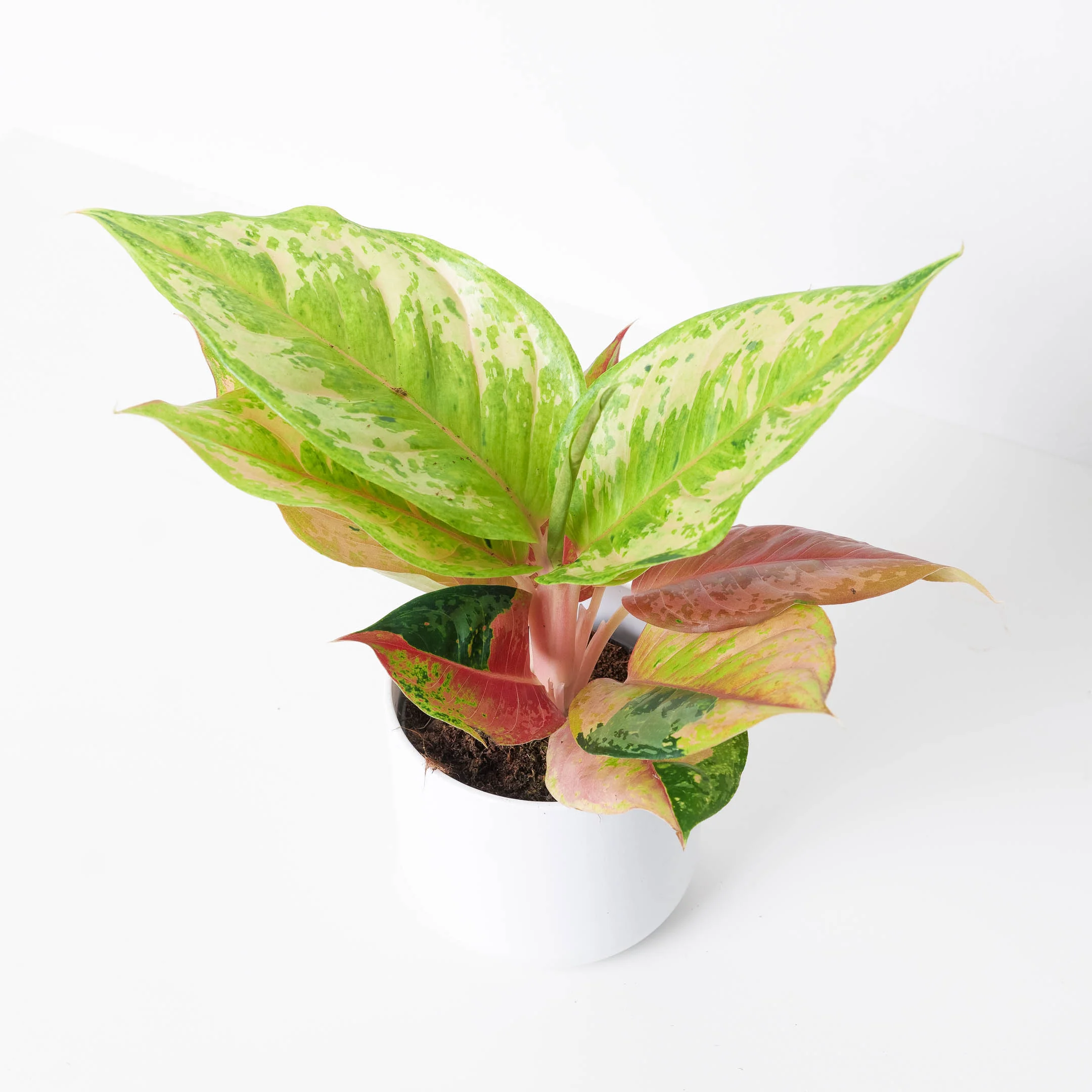 Aglaonema 'Pastella'