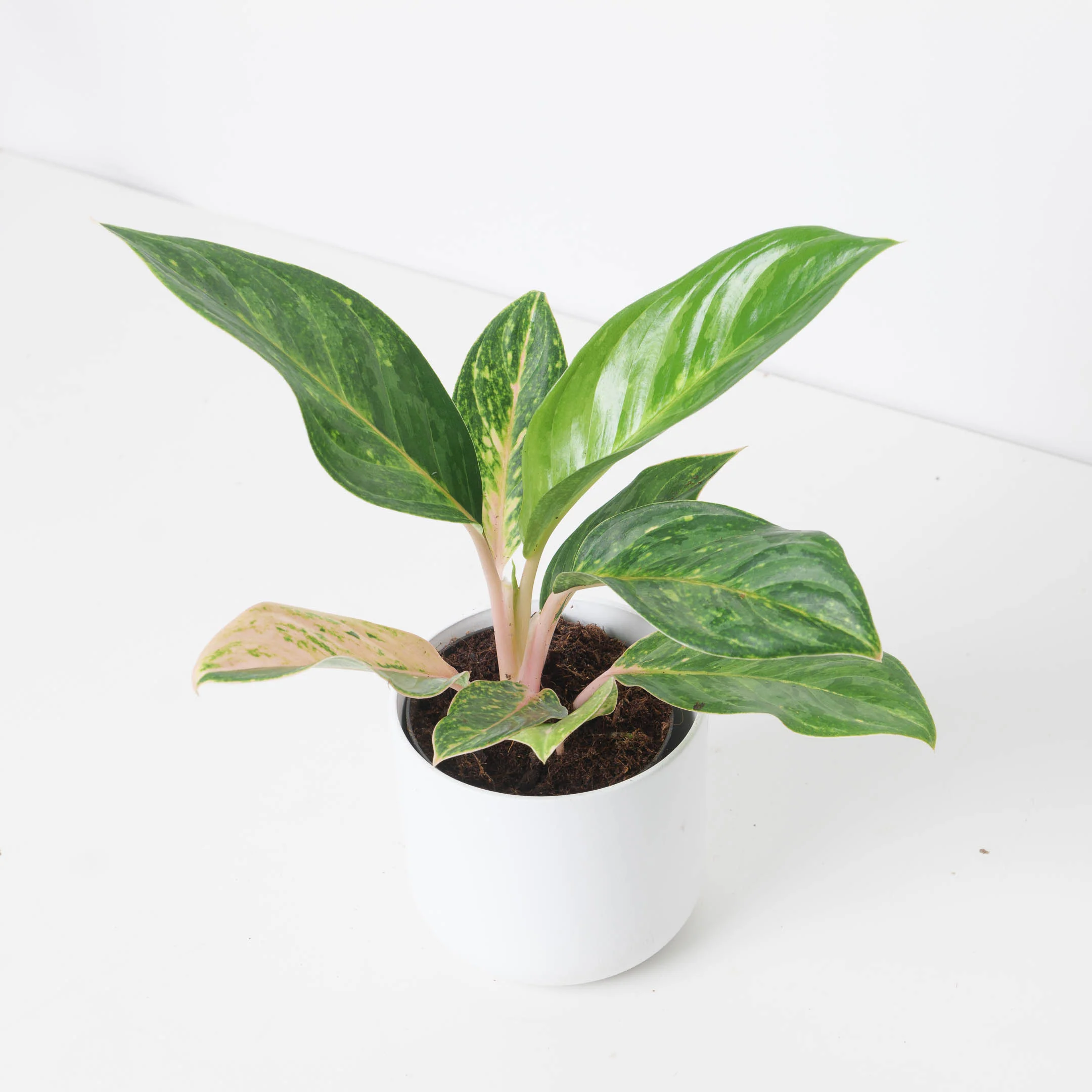 Aglaonema 'Peach Pearl'