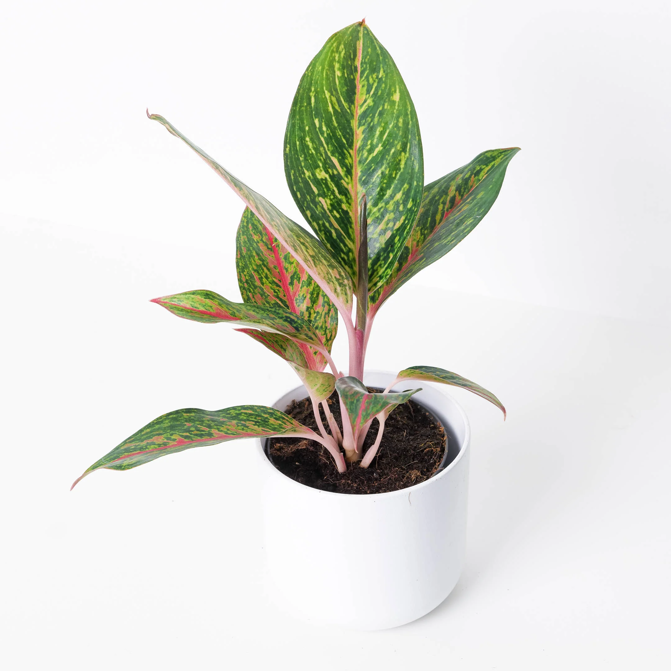 Aglaonema 'Pepper Bells'