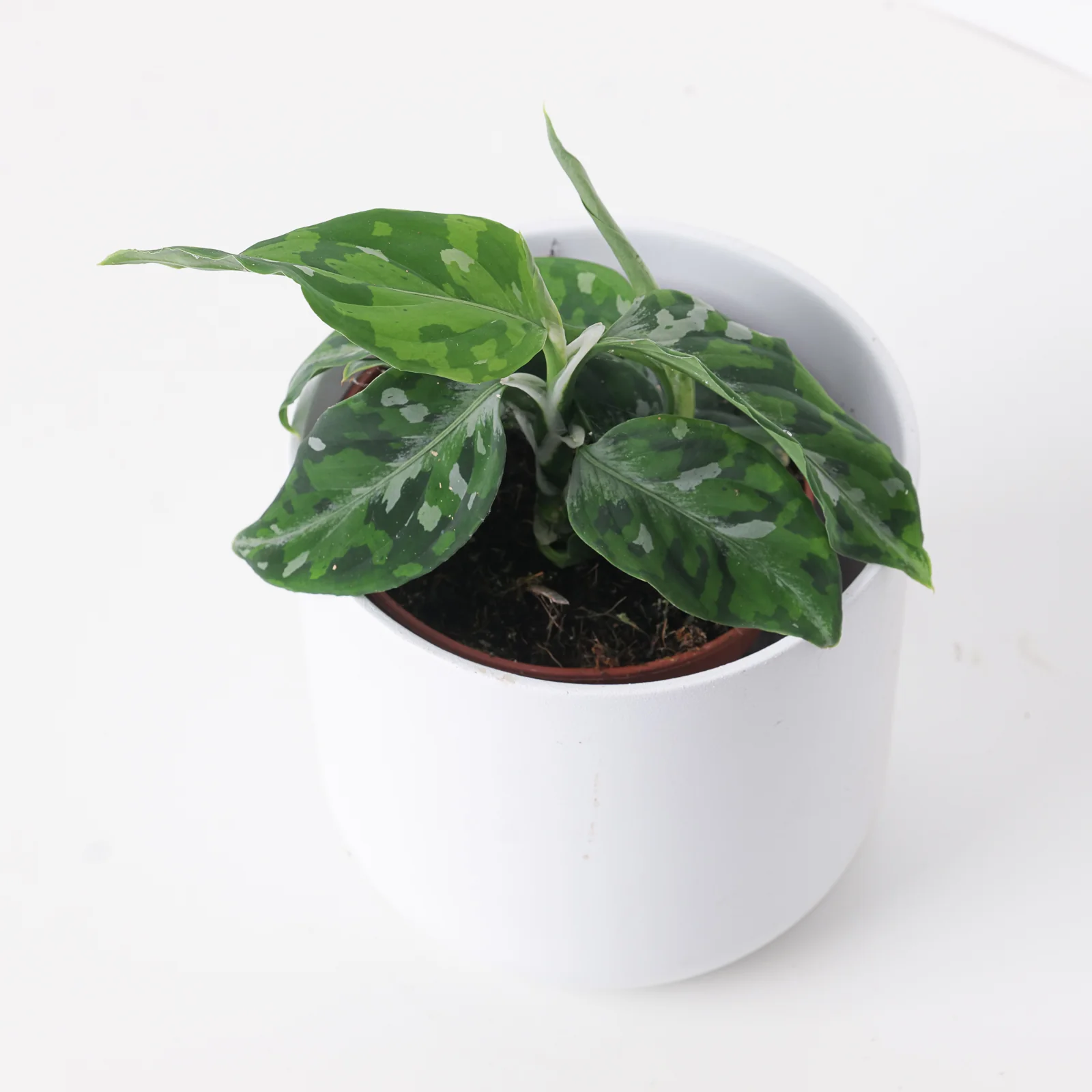 Aglaonema pictum Tricolor