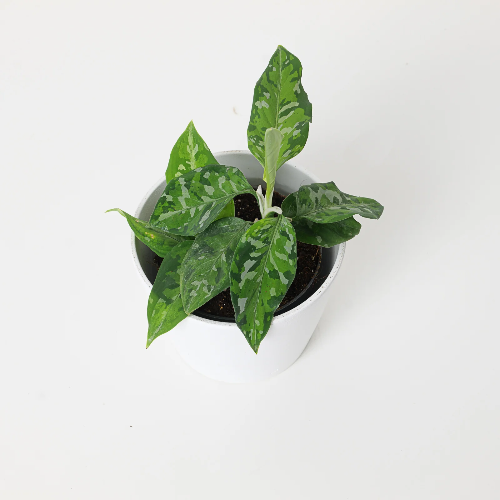 Aglaonema pictum Tricolor - Image 2