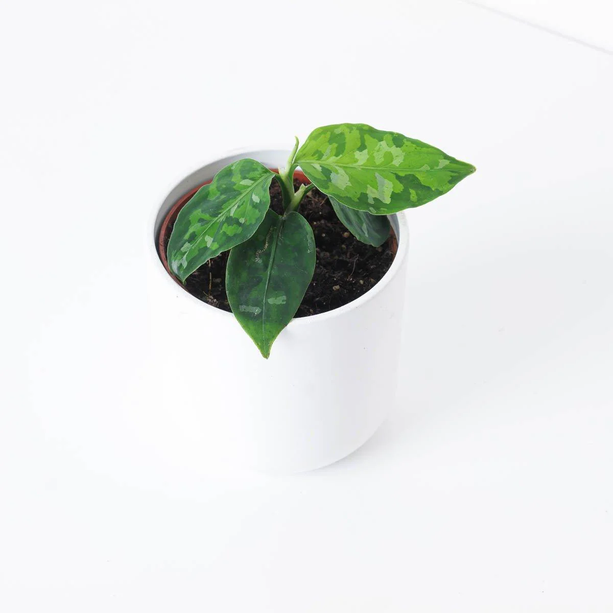 Aglaonema pictum Tricolor - Image 3