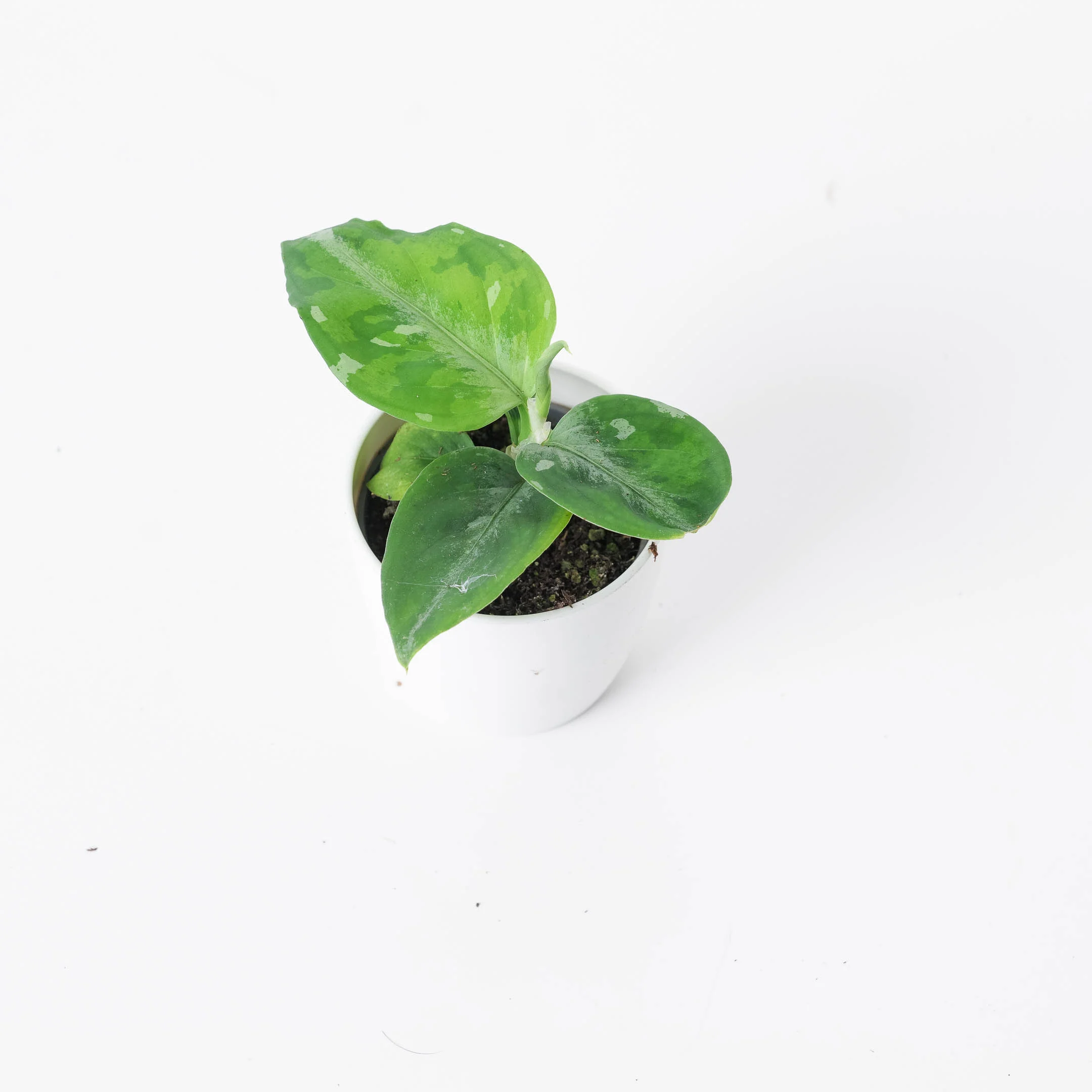 Aglaonema pictum Tricolor - Image 4