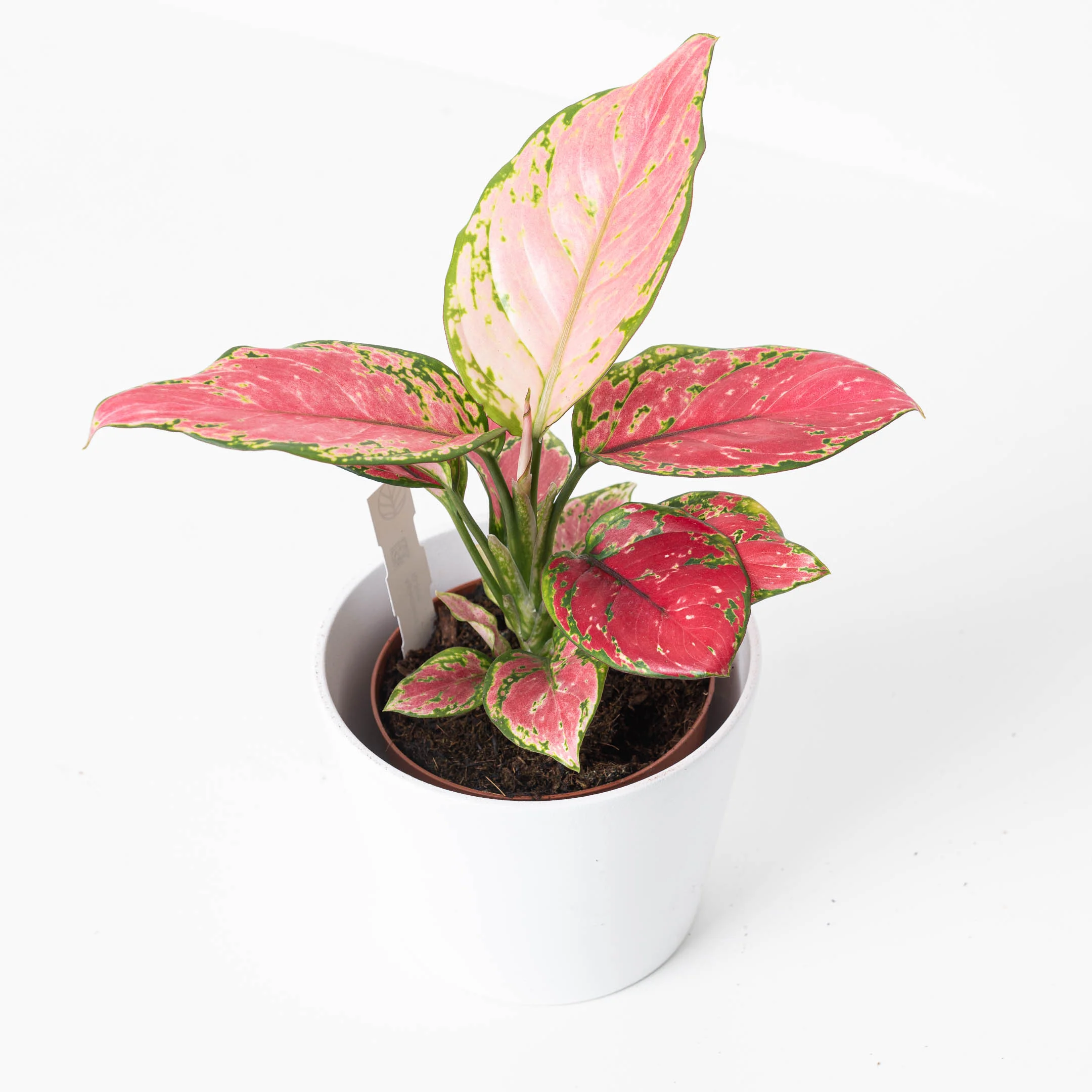 Aglaonema Pink Star