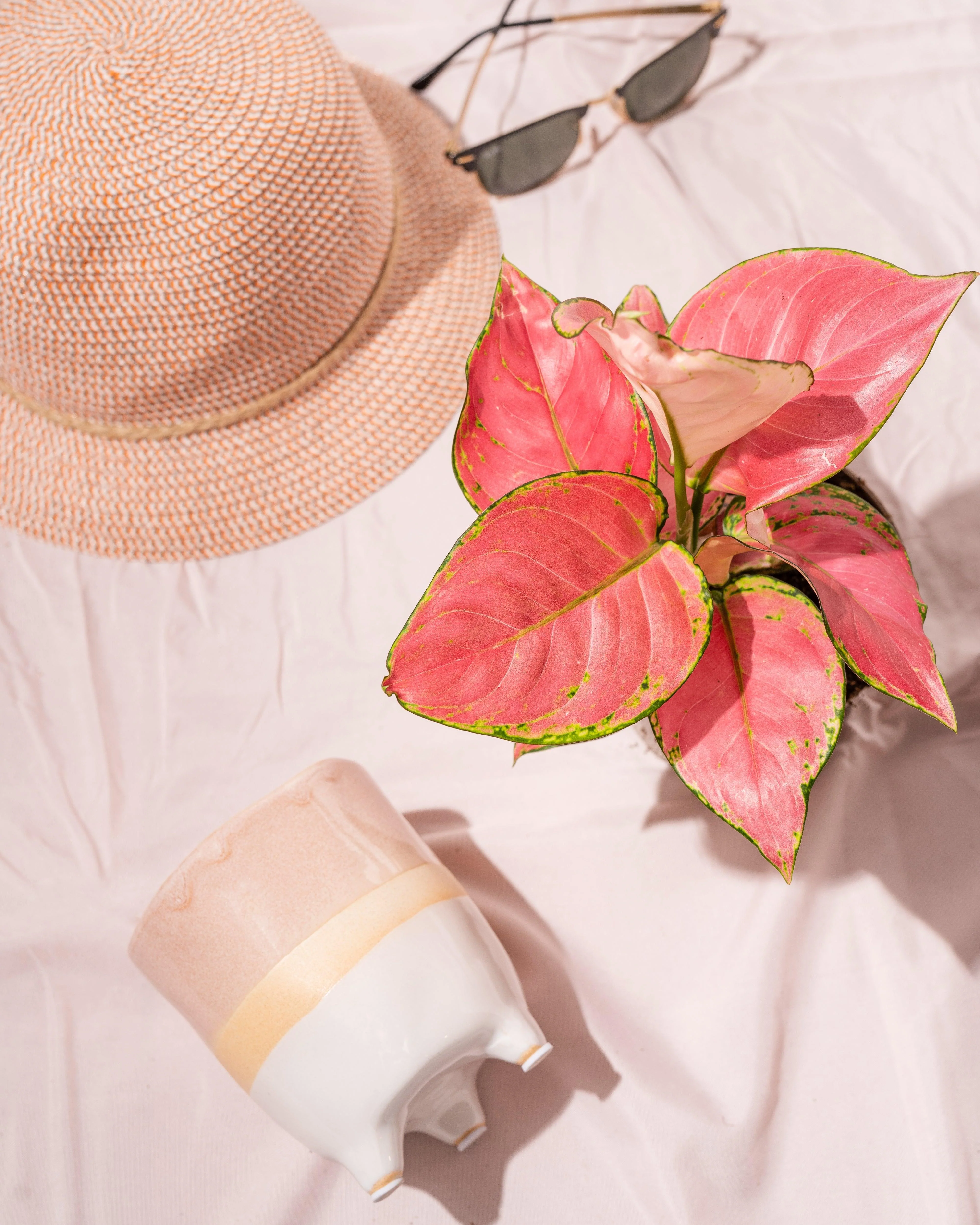 Aglaonema Pink Star - Image 2