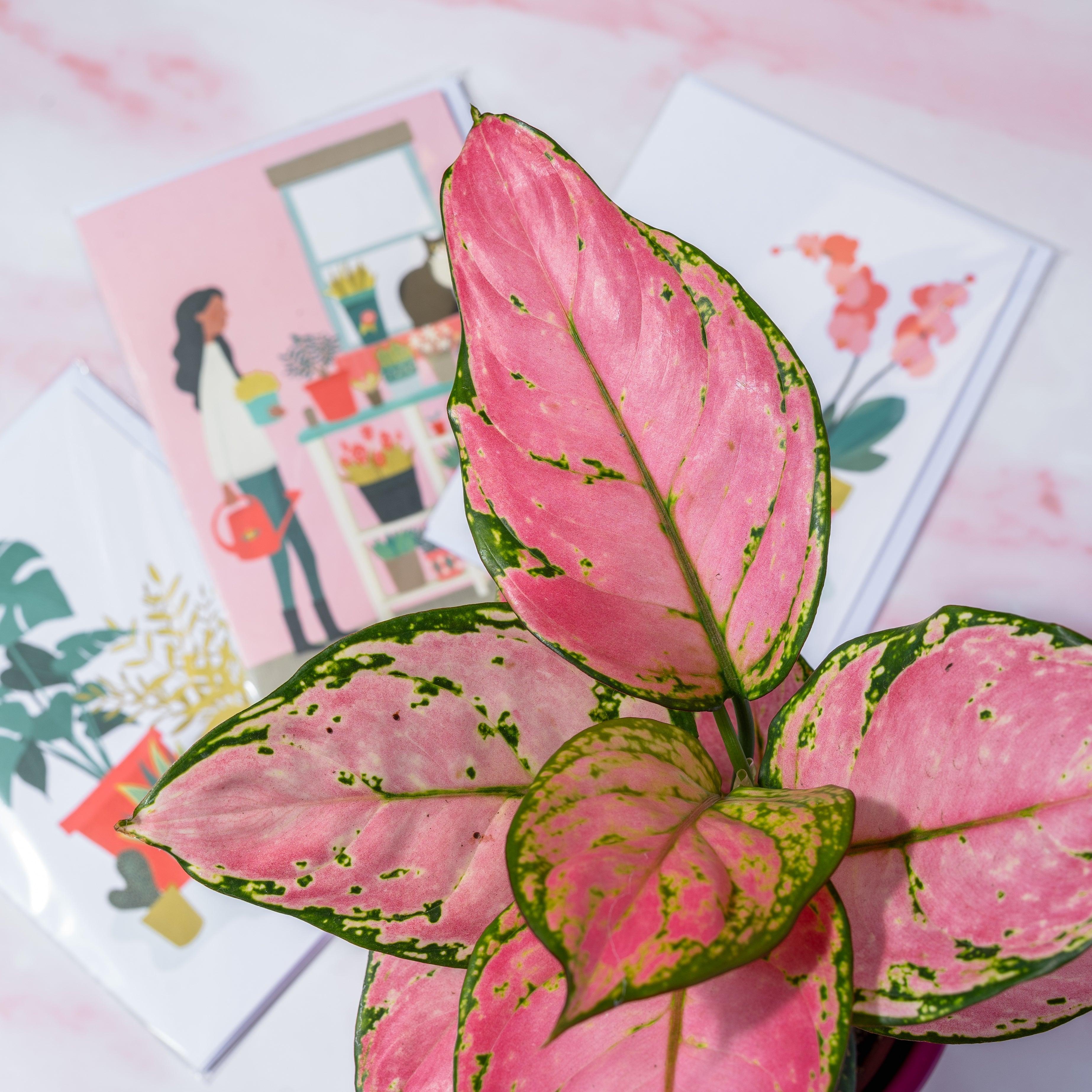 Aglaonema Pink Star - Image 3