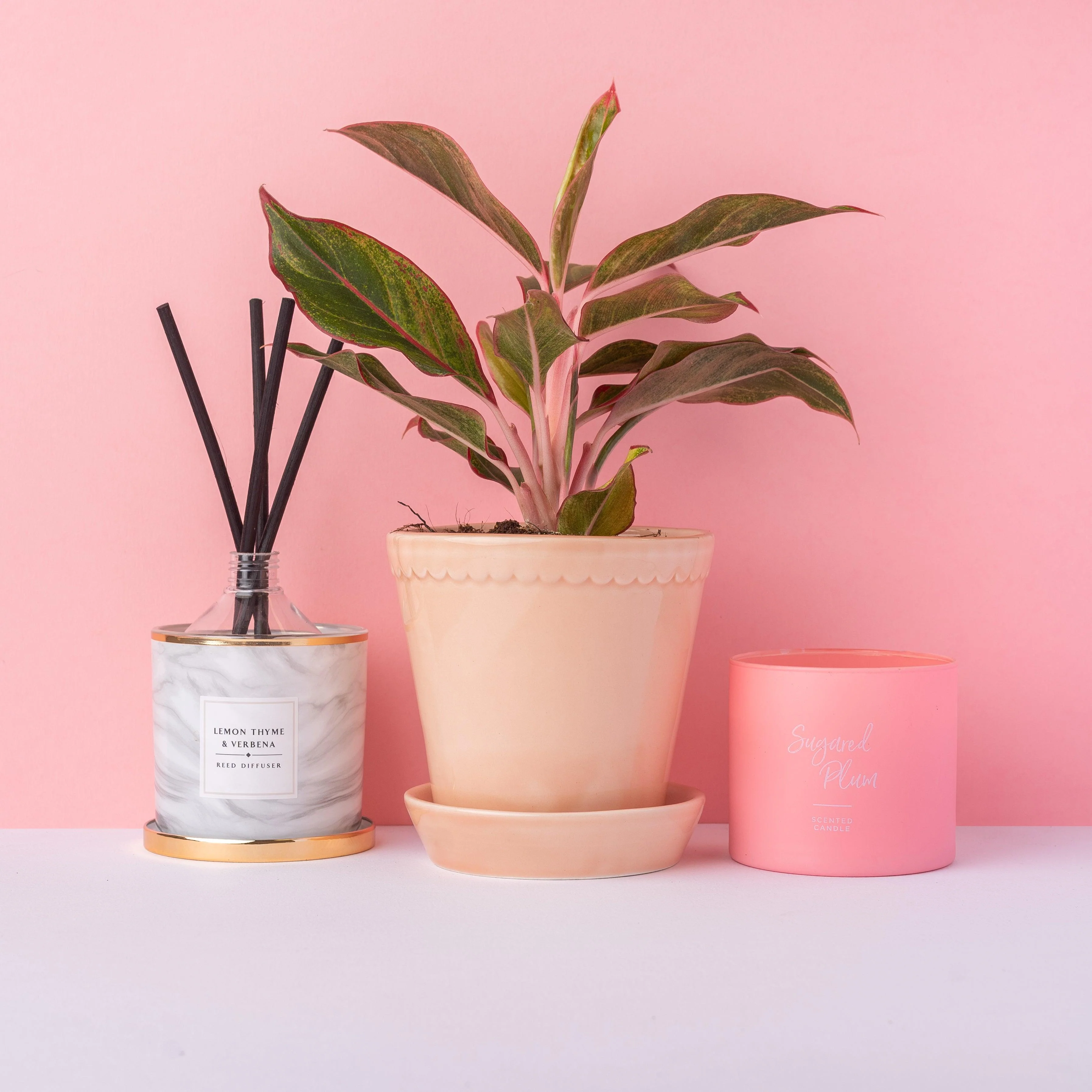 Aglaonema Light Star