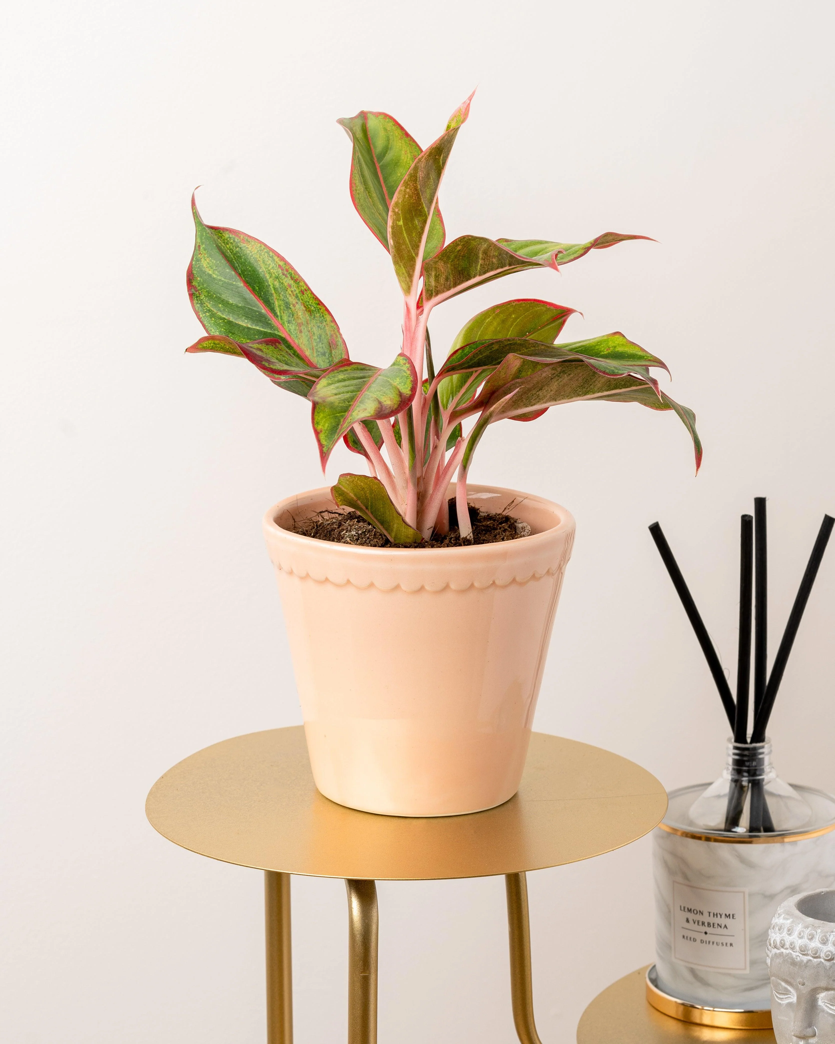 Aglaonema Light Star - Image 2