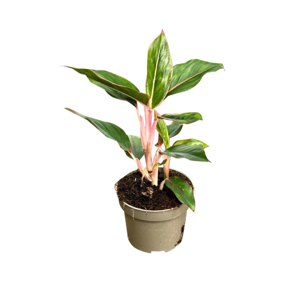 Aglaonema Light Star - Image 3