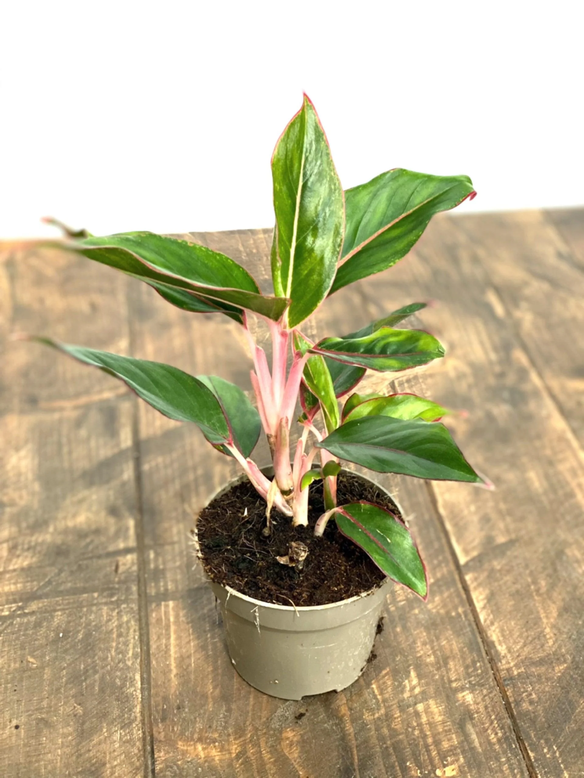Aglaonema Light Star - Image 4
