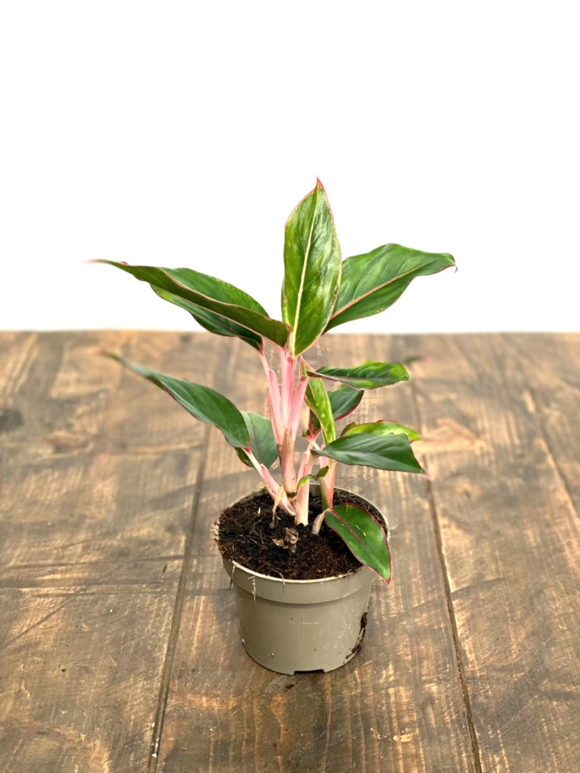 Aglaonema Light Star - Image 5