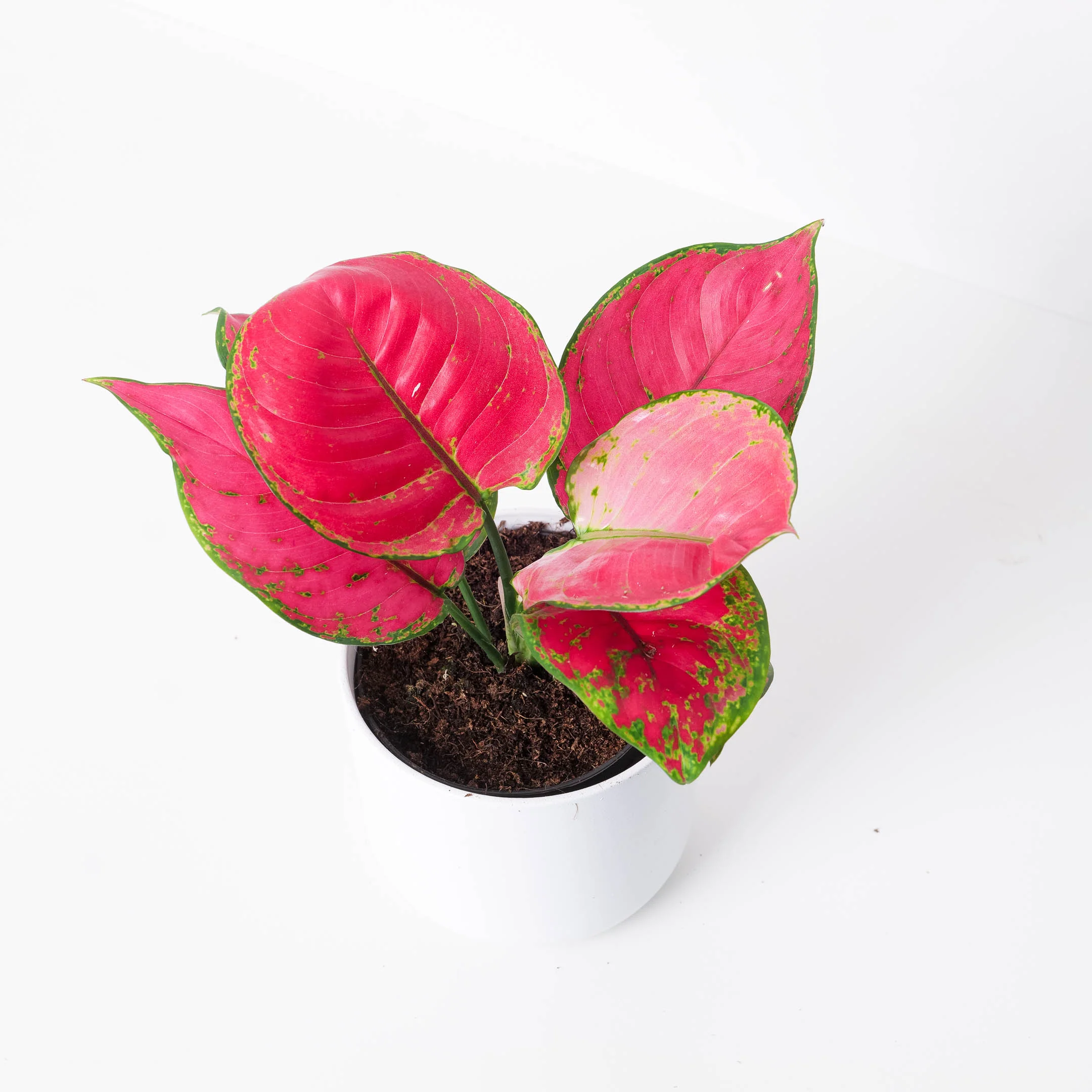 Aglaonema 'Red Joy'