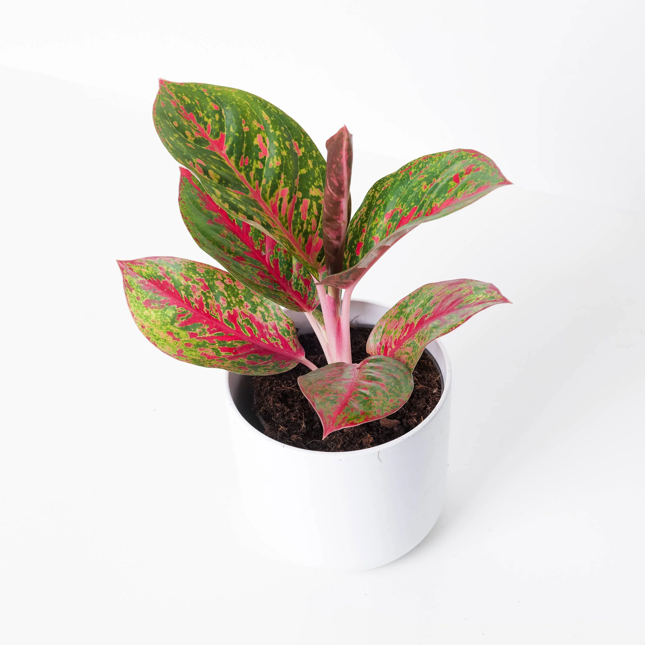 Aglaonema 'Red Sprinkles'