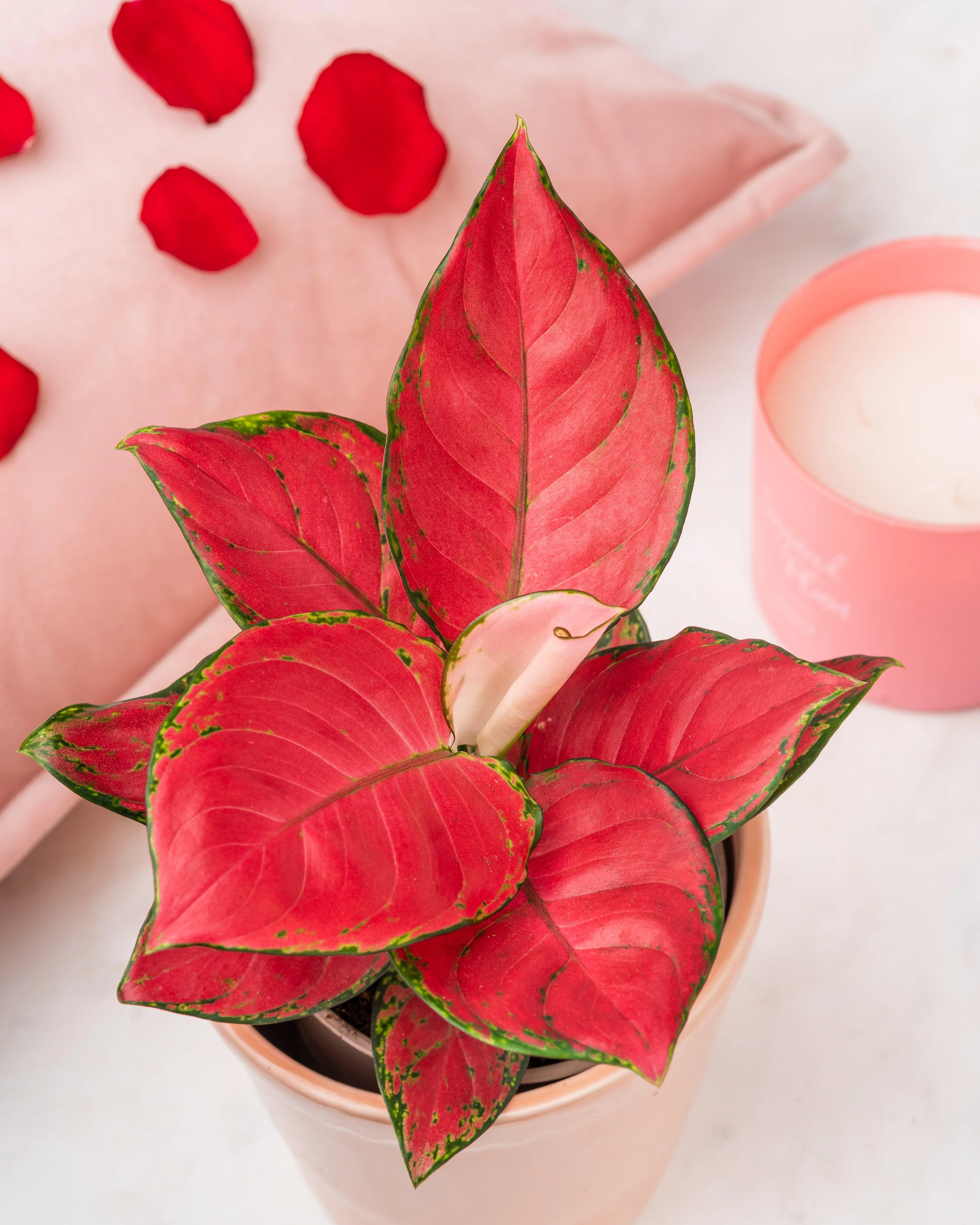 Aglaonema Red Star  | Chinese Evergreen | House Plant