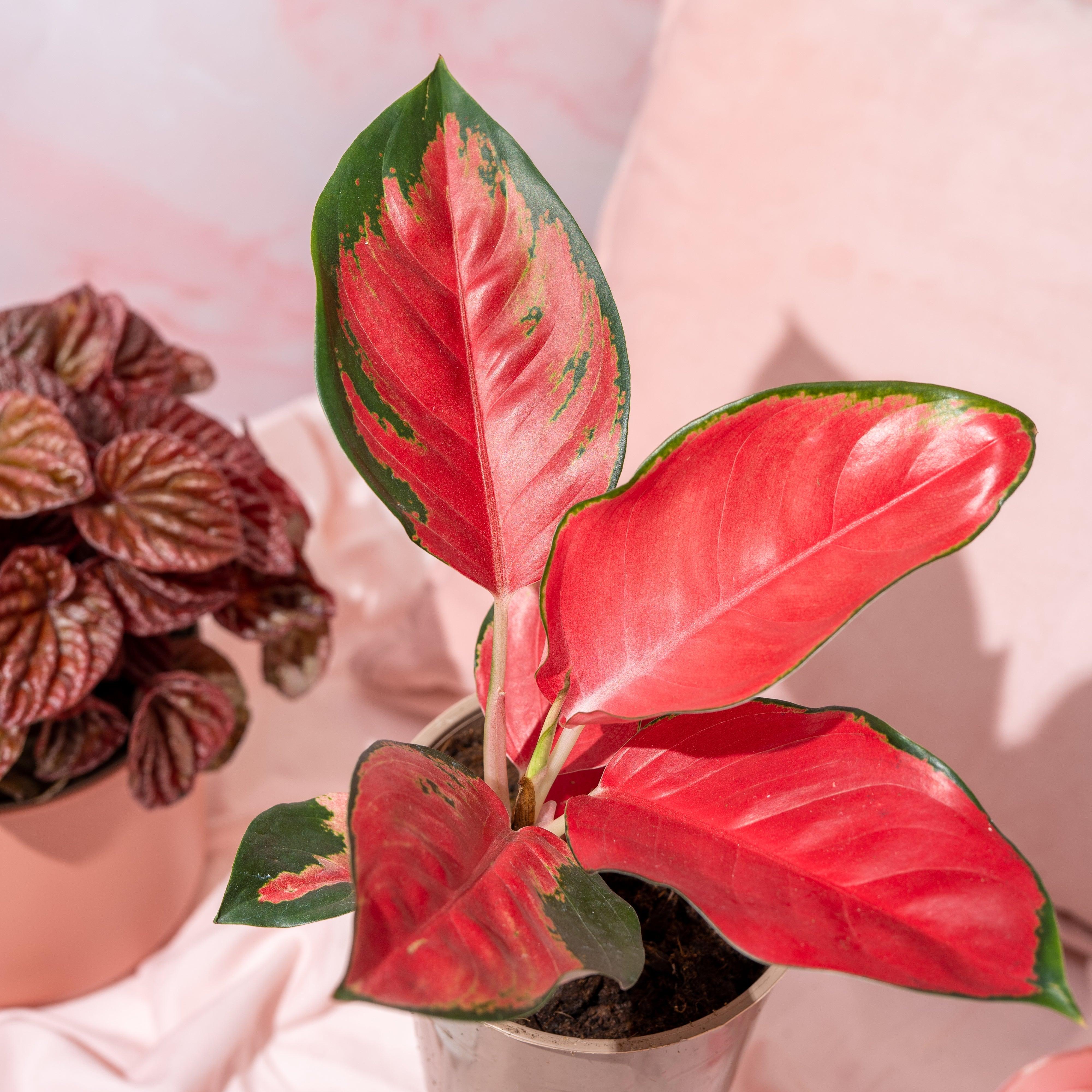 Aglaonema Red Star  | Chinese Evergreen | House Plant - Image 2