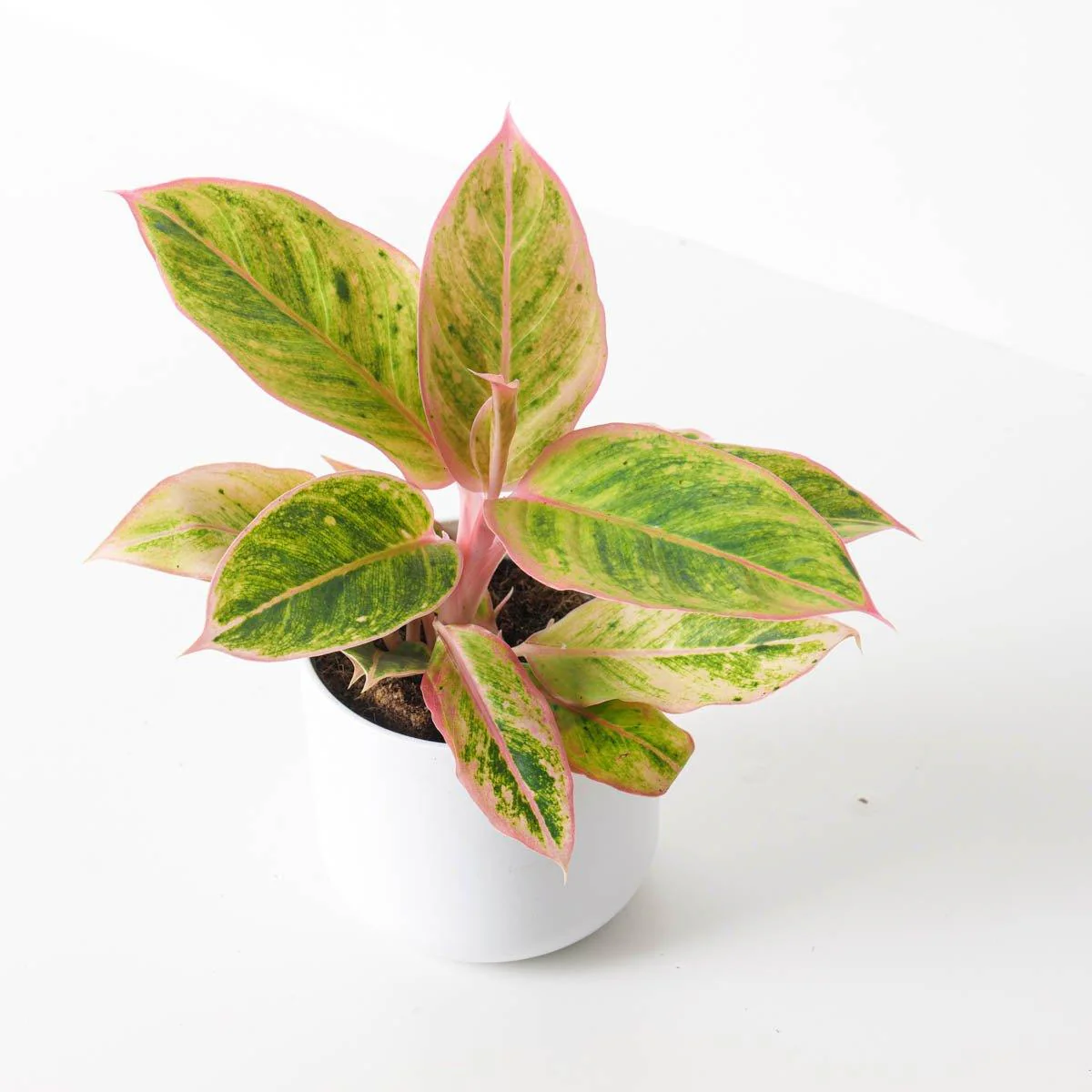 Aglaonema 'Salmon Fantasy'