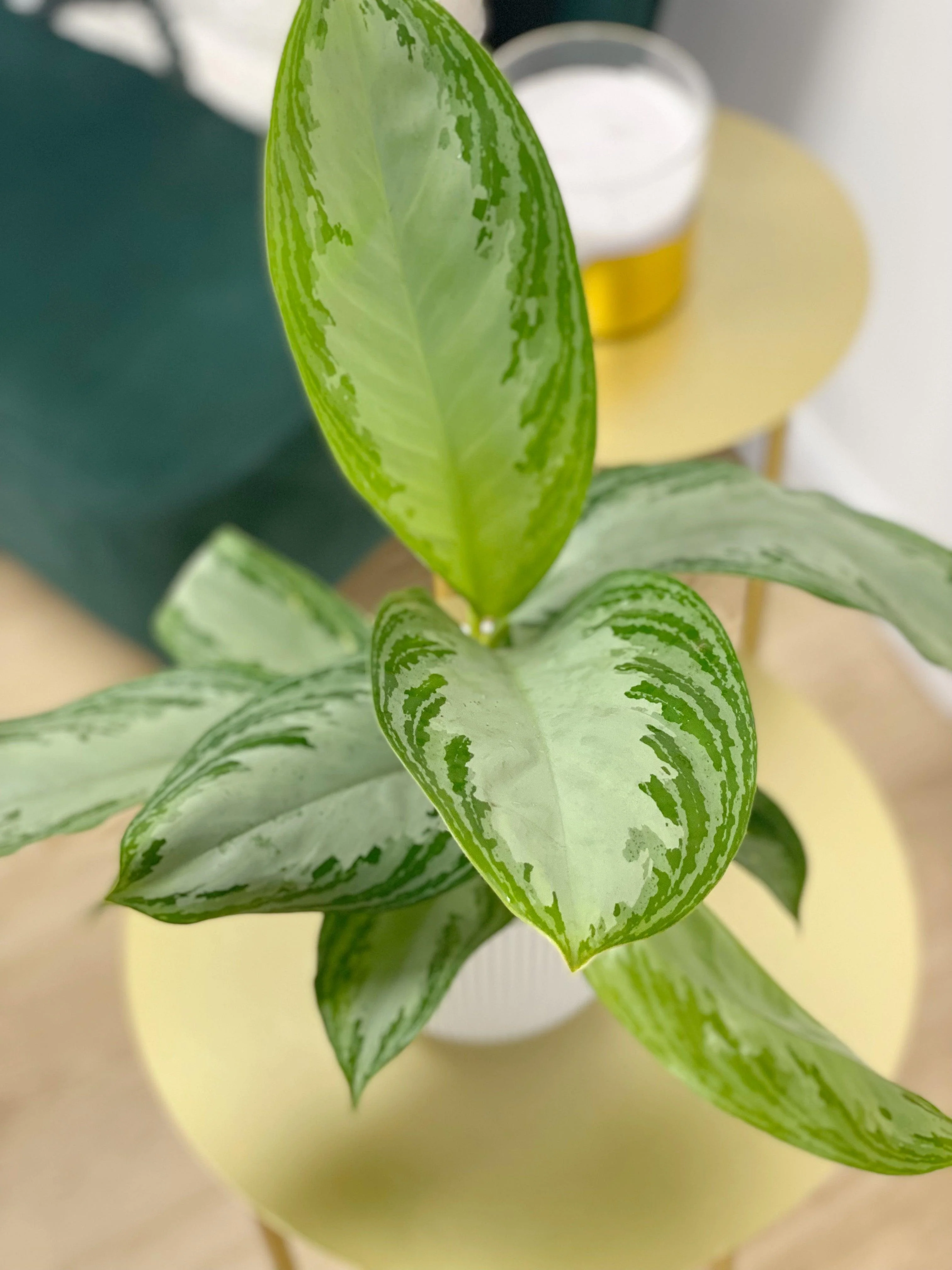 Aglaonema Silver Bay - Image 3