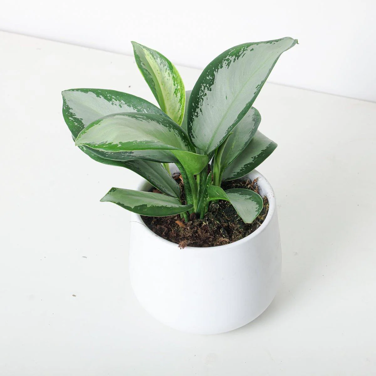 Aglaonema Silver Blue
