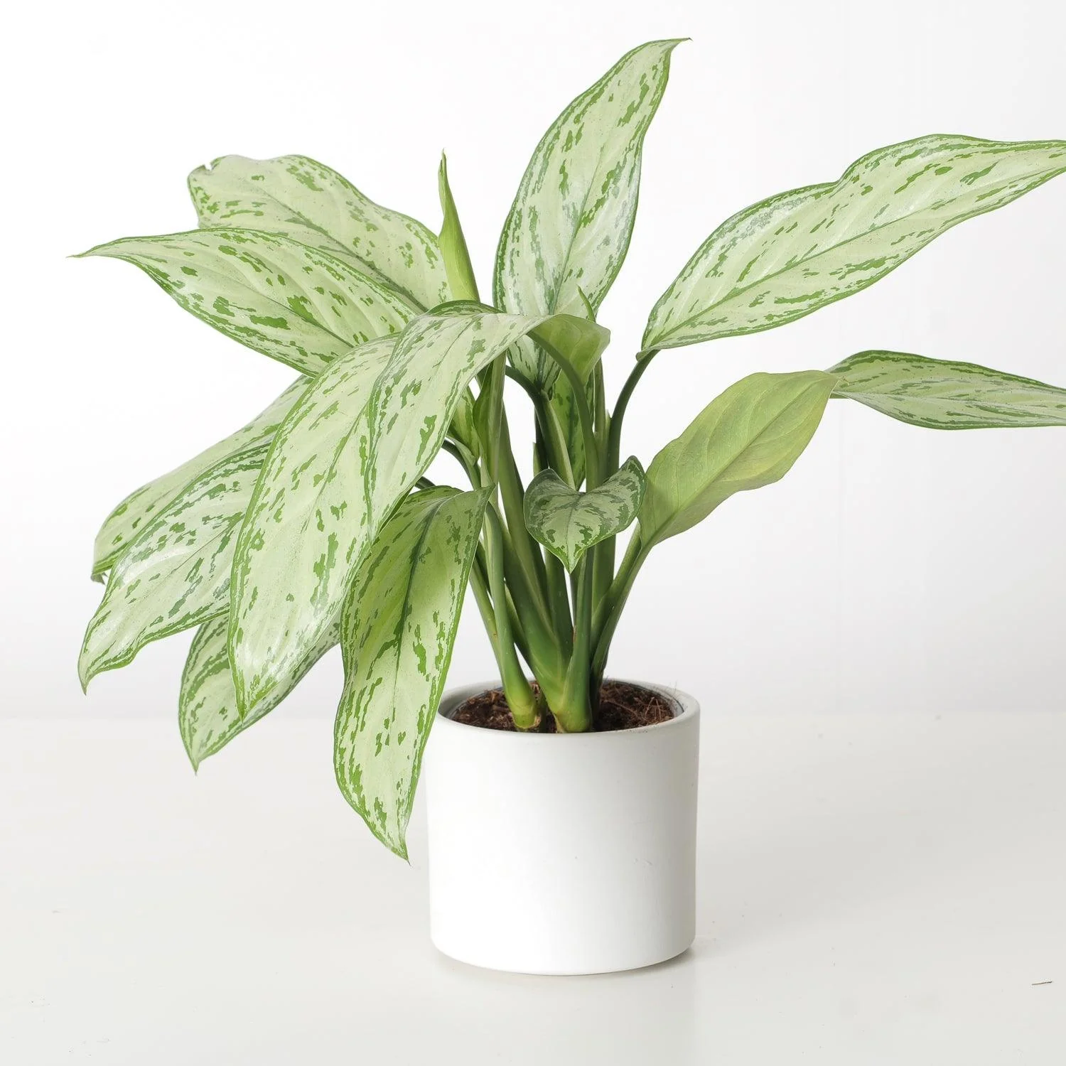 Aglaonema Silver Queen