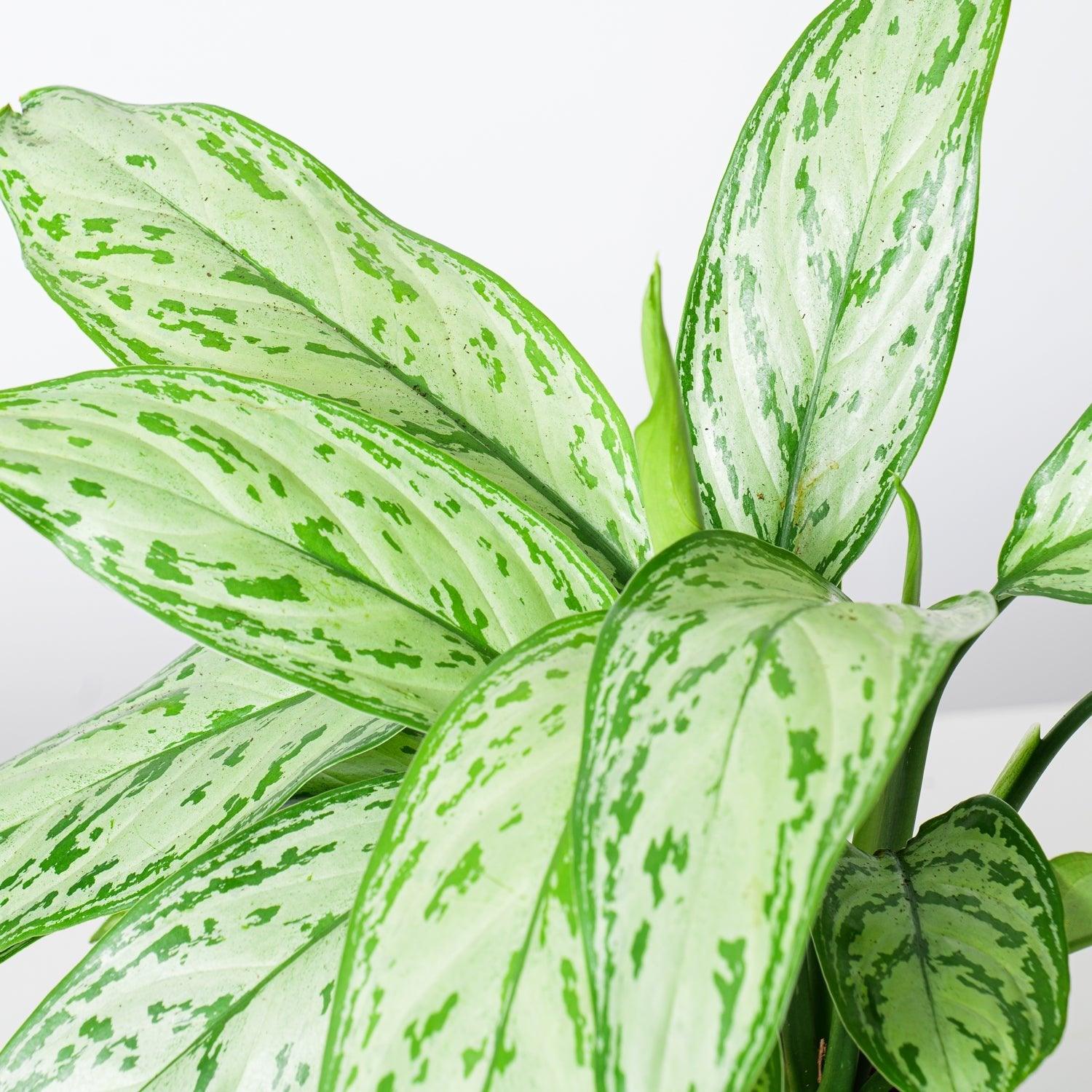 Aglaonema Silver Queen - Image 2